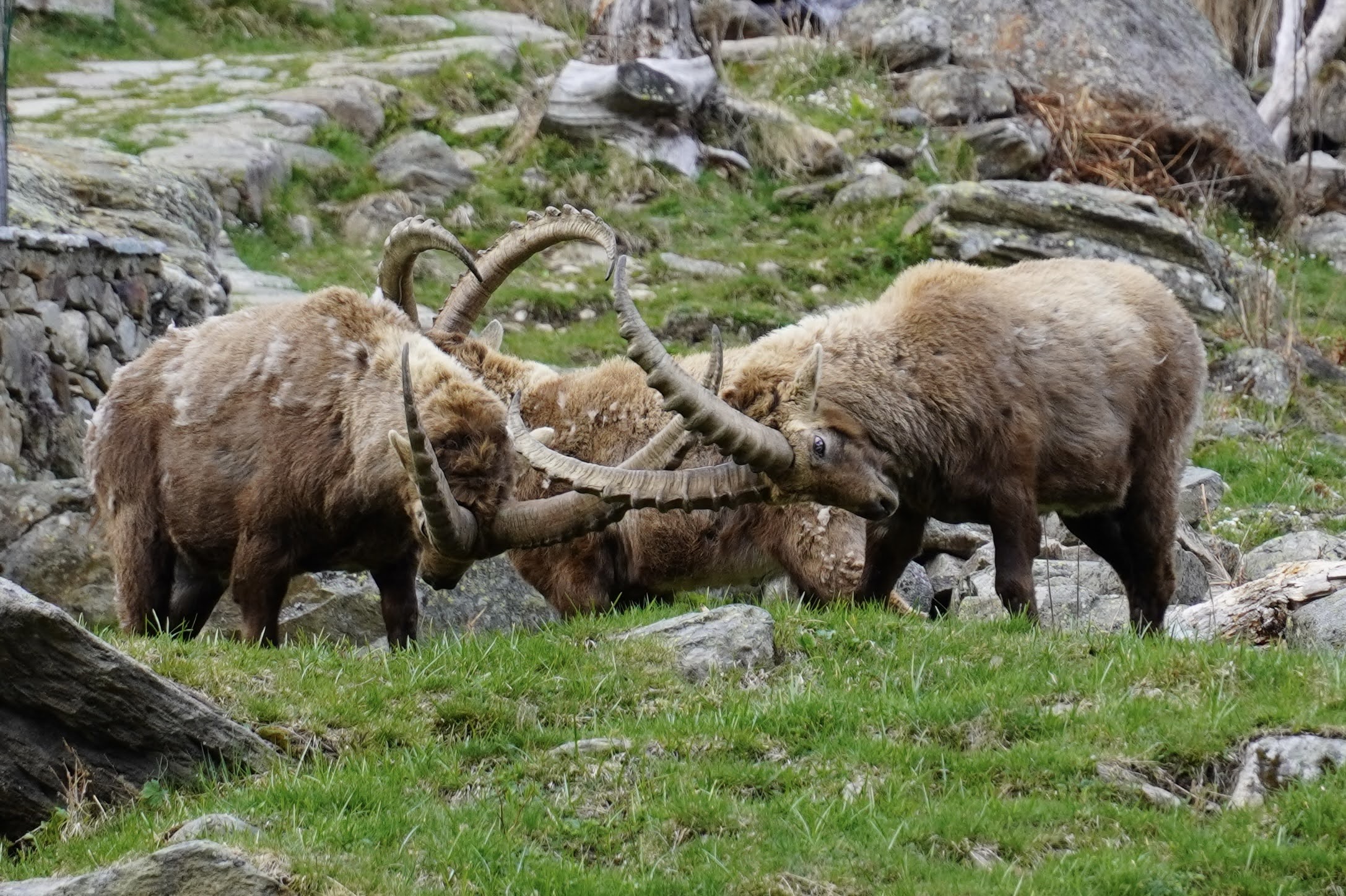 Ibex