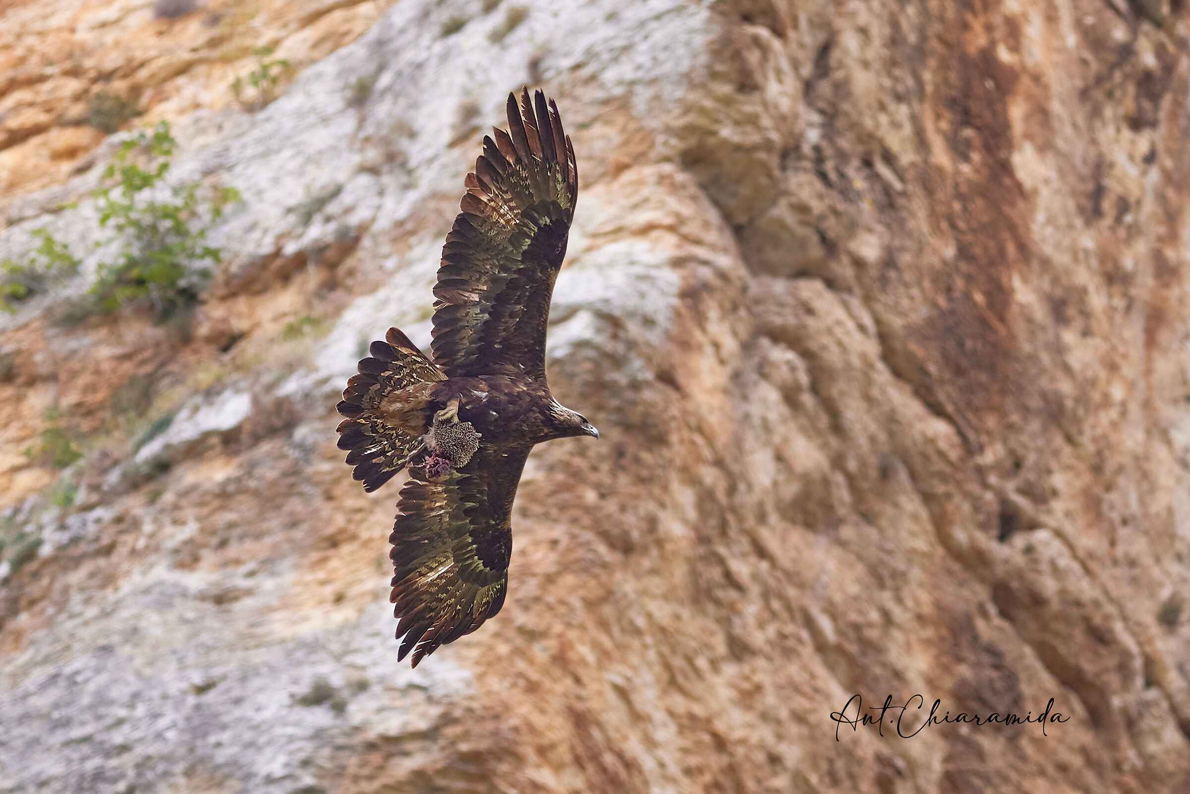 Aquila Reale Sardegna