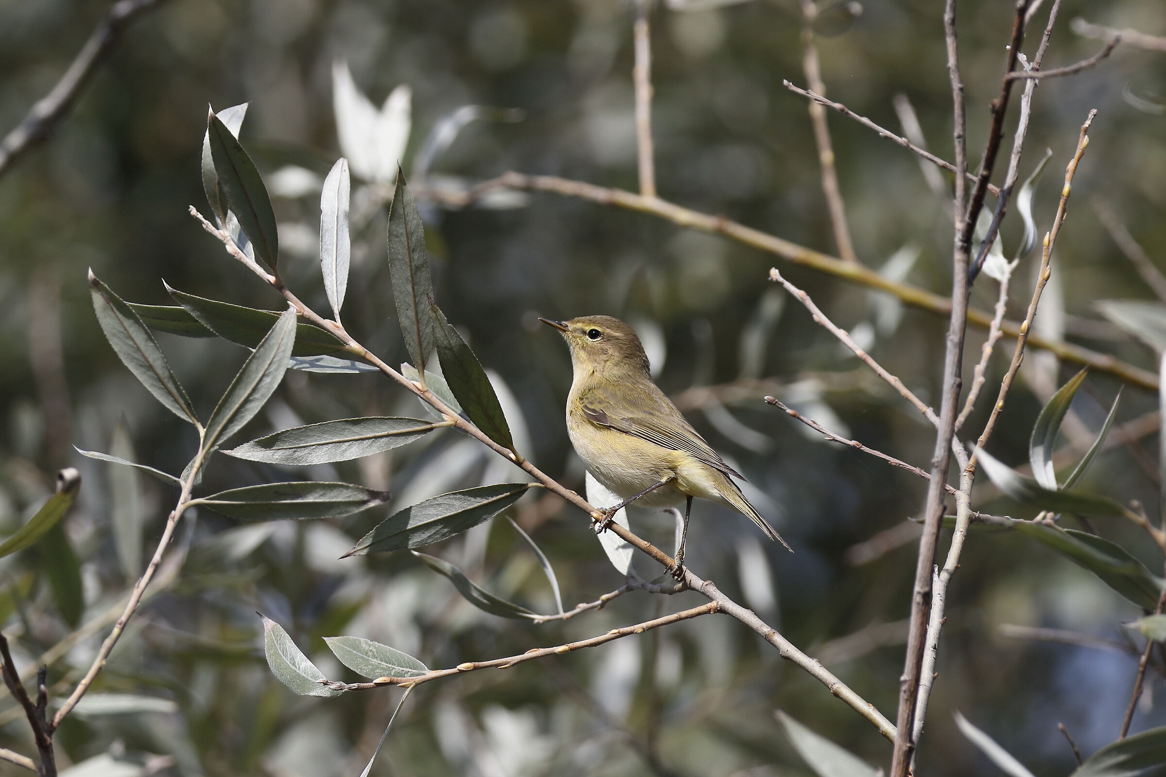 Chiffchaff