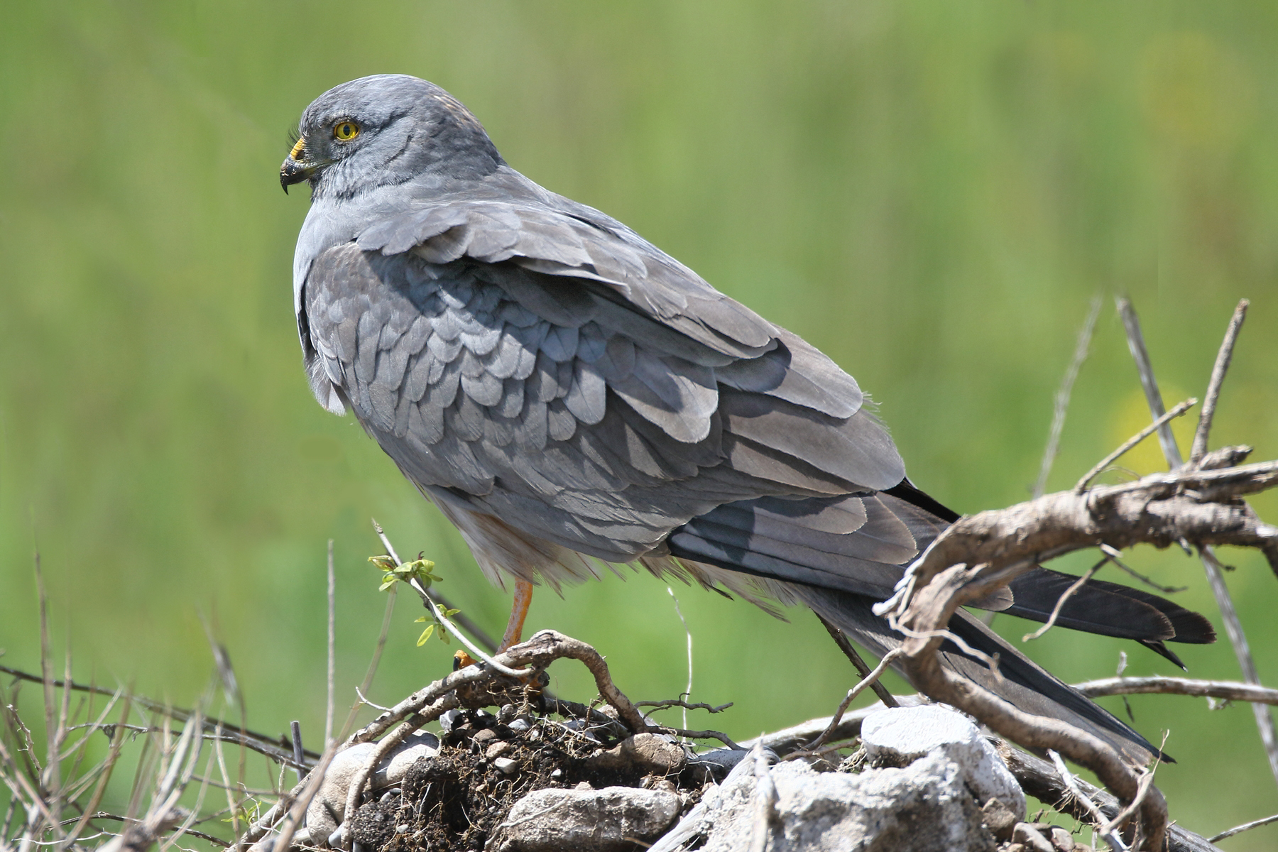 Male lesser harrier