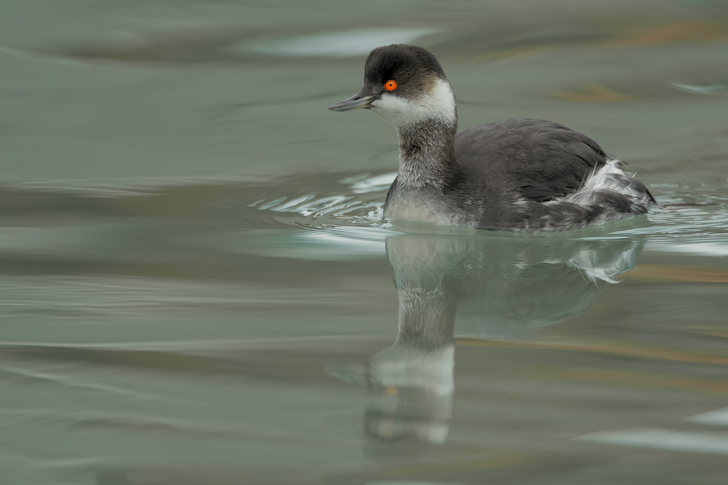 Black-necked grebe
