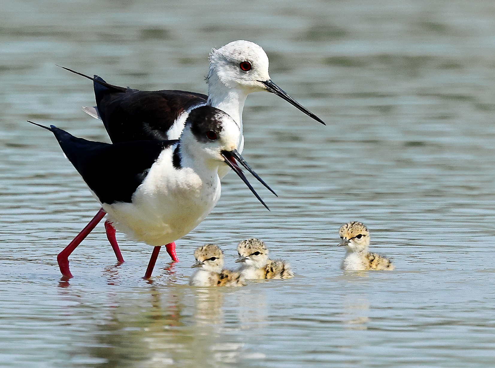 Knights.... first comers..