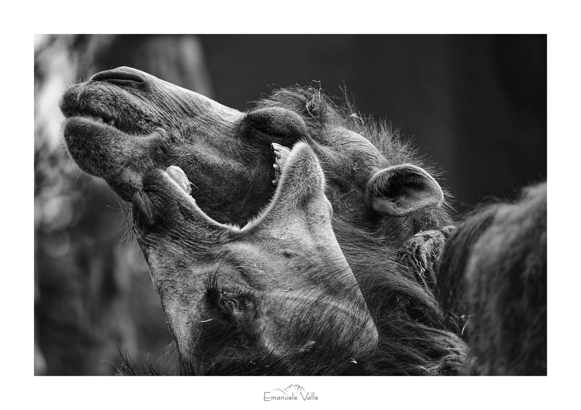 Camels, biopark of Rome