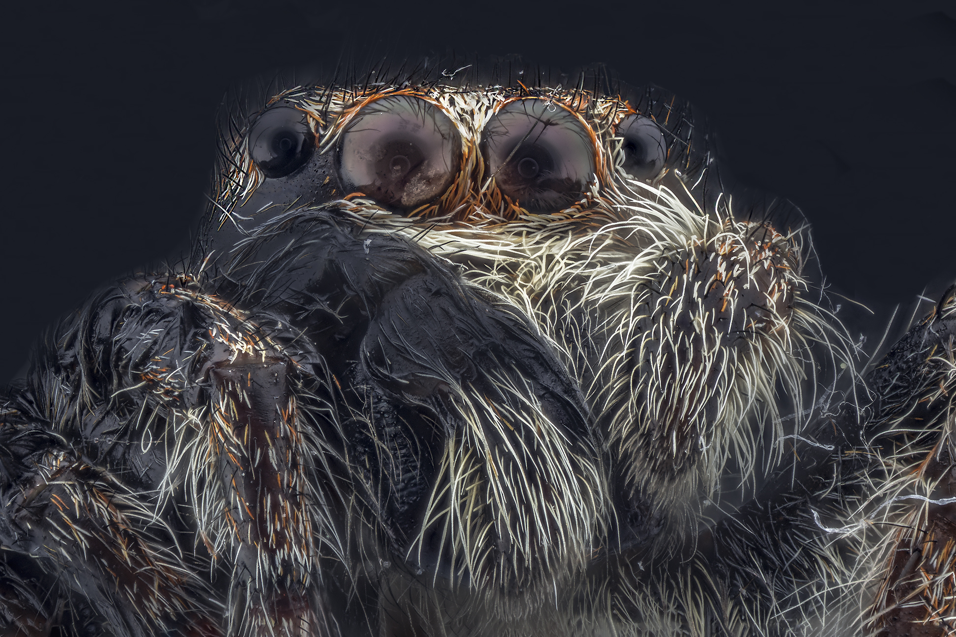 salticidae