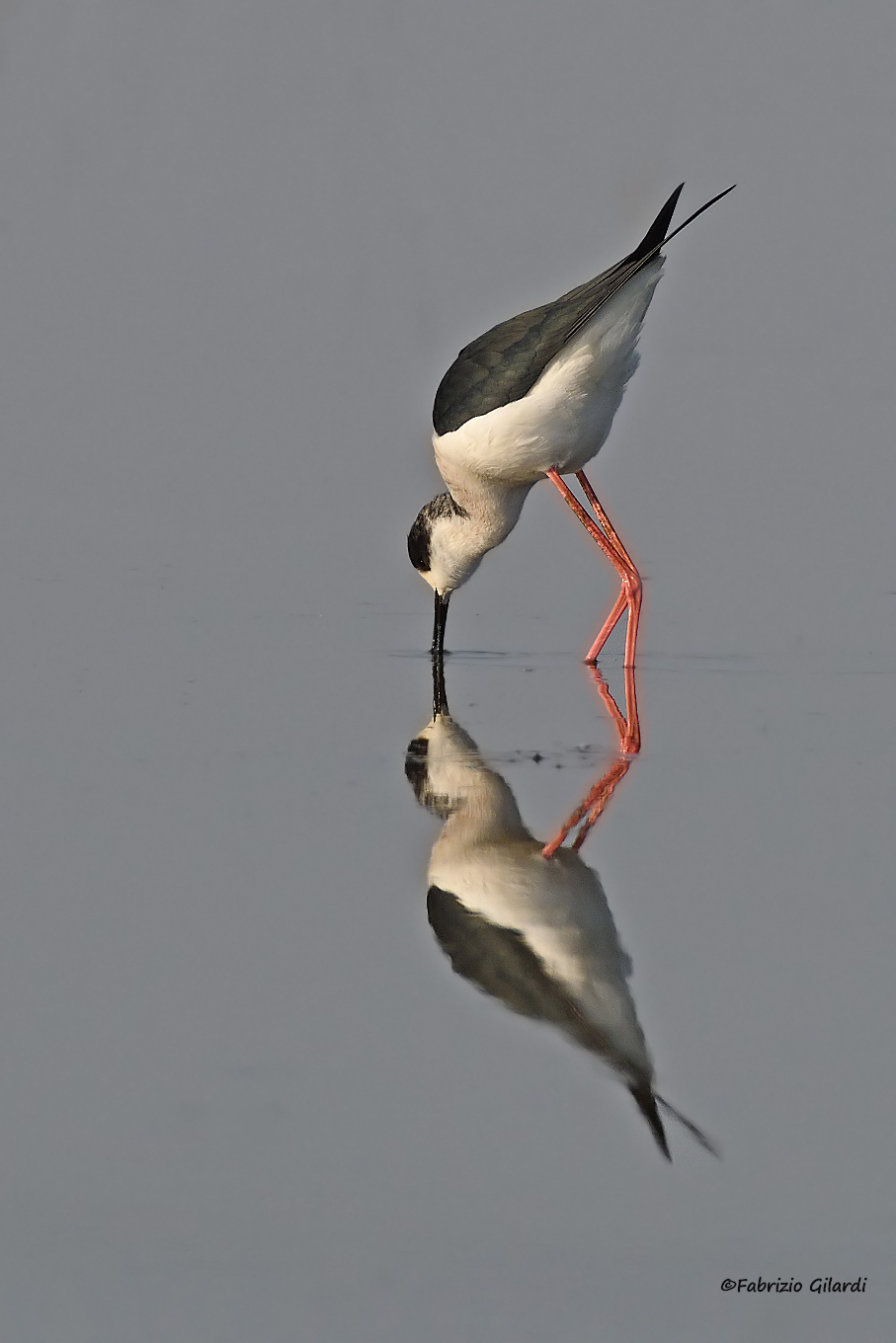 Himantopus himantopus (Knight of Italy)