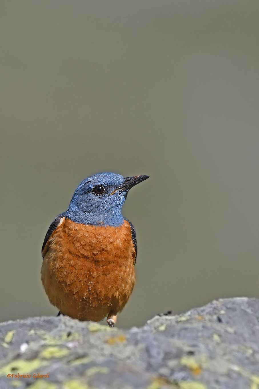 Monticola saxatilis (Redstart)