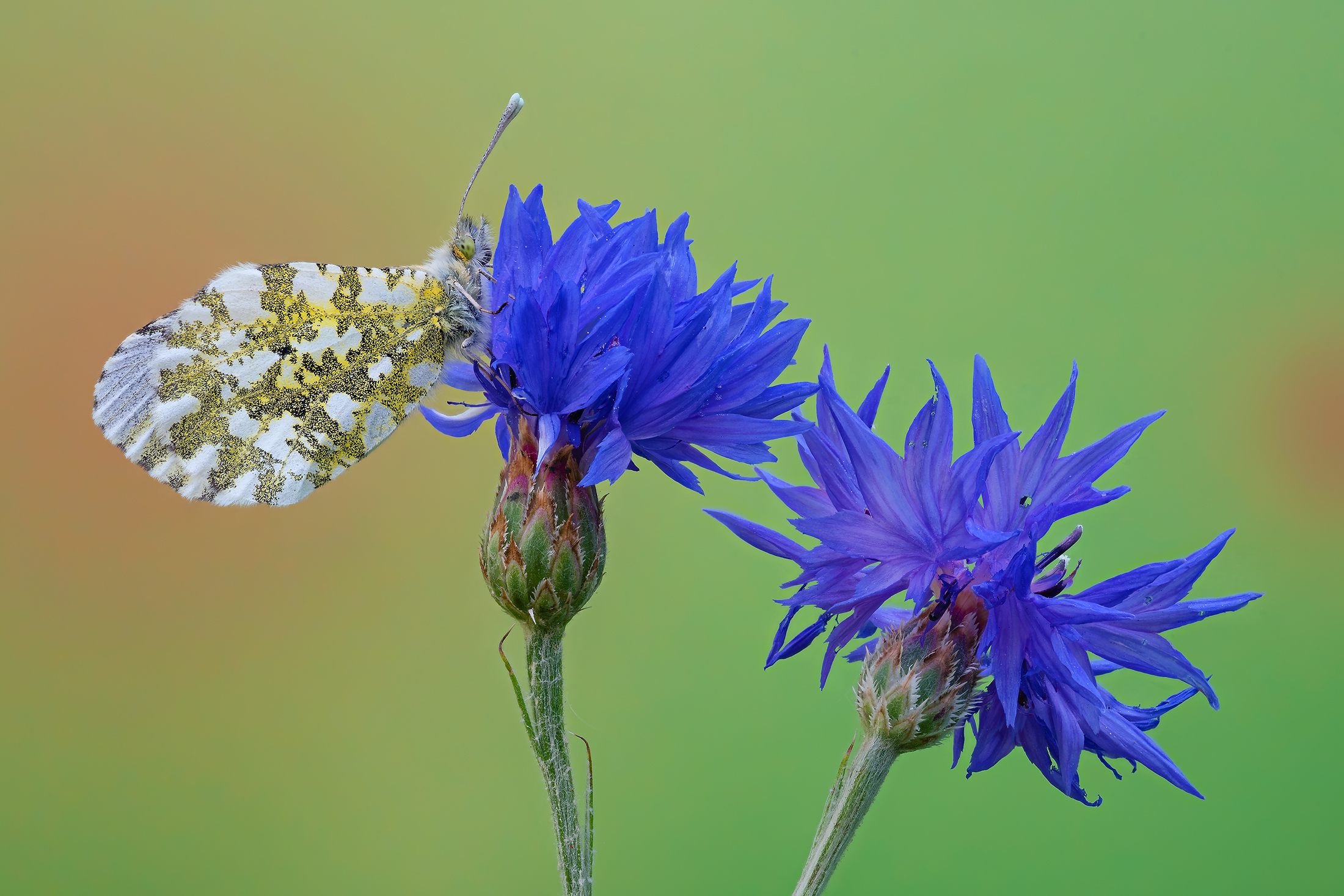 Aurora su fiordalisi