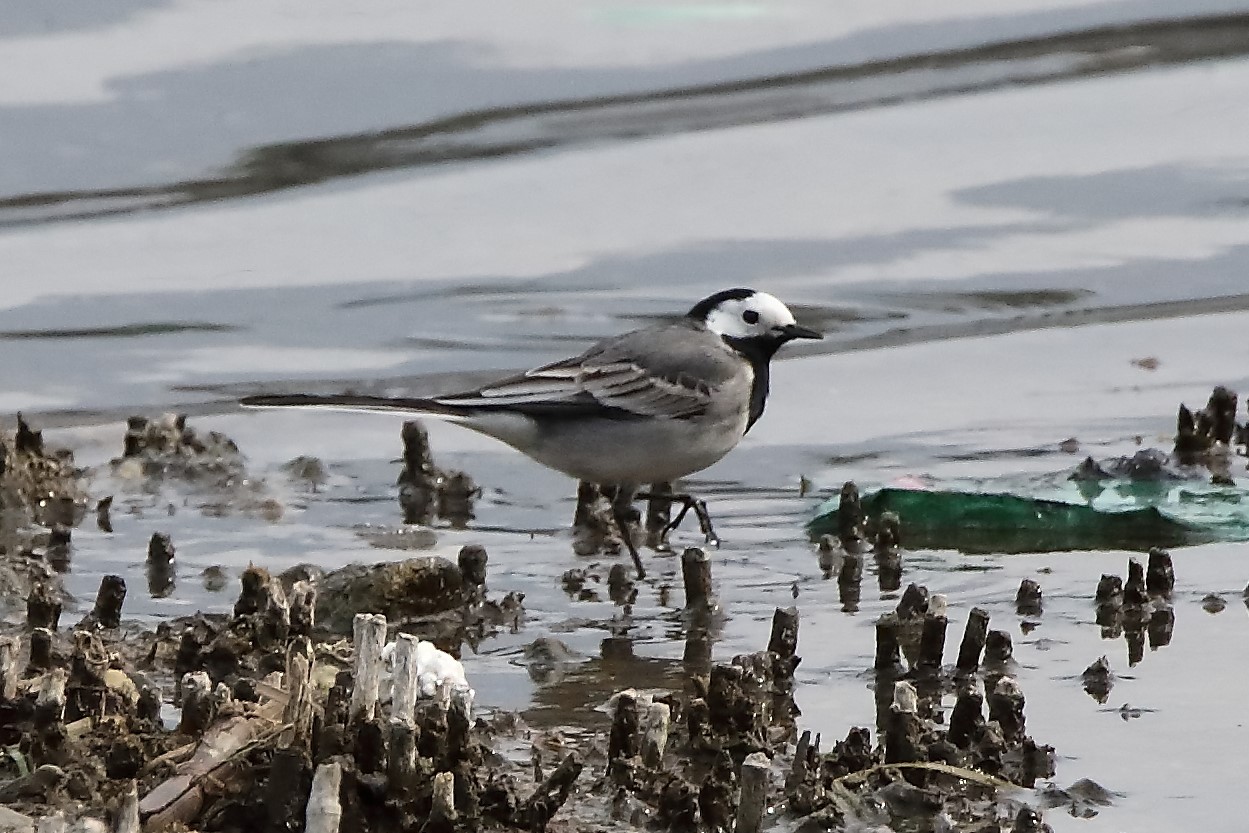 Ballerina bianca 06-04-2022