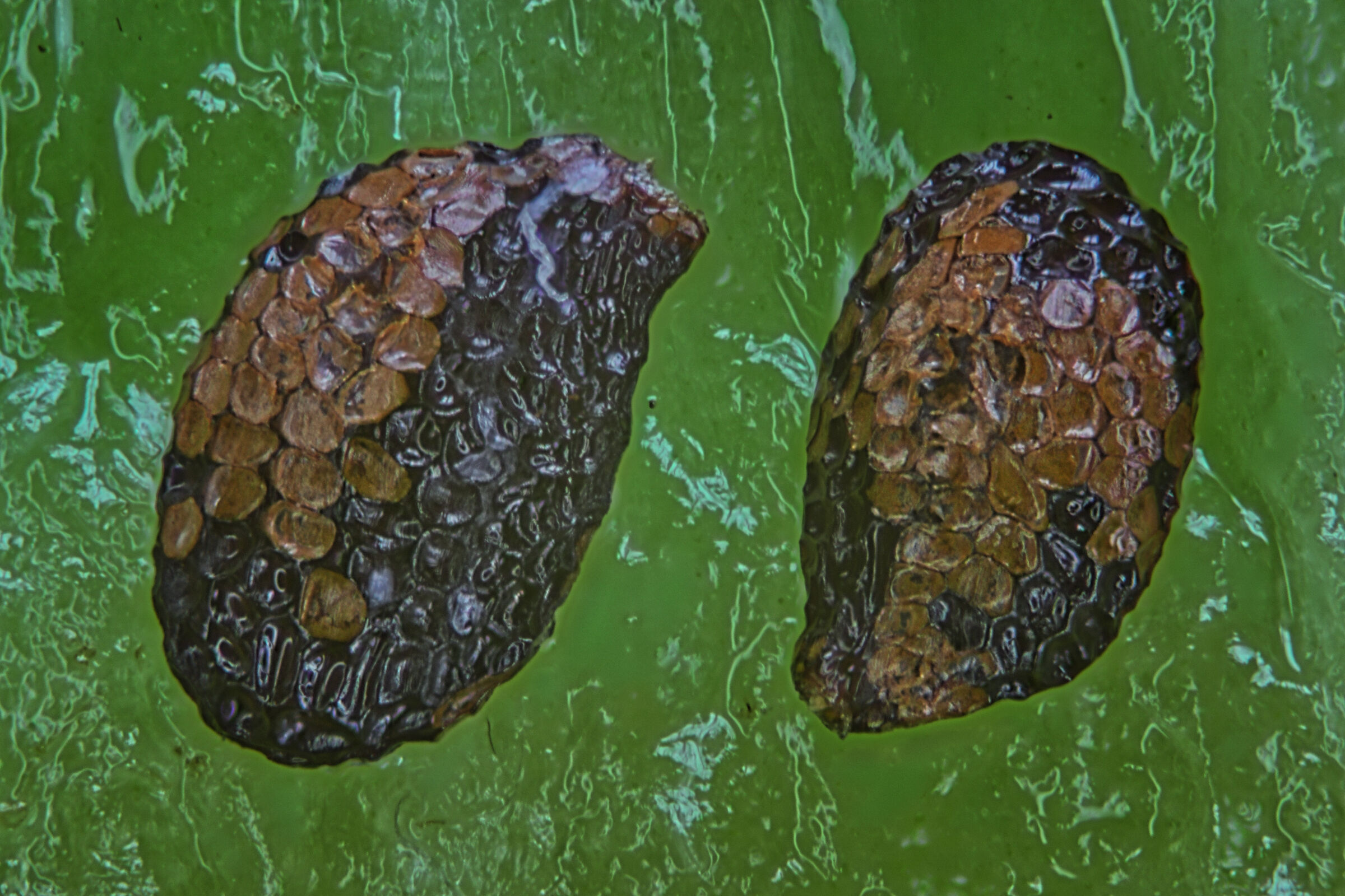 Kiwi seeds