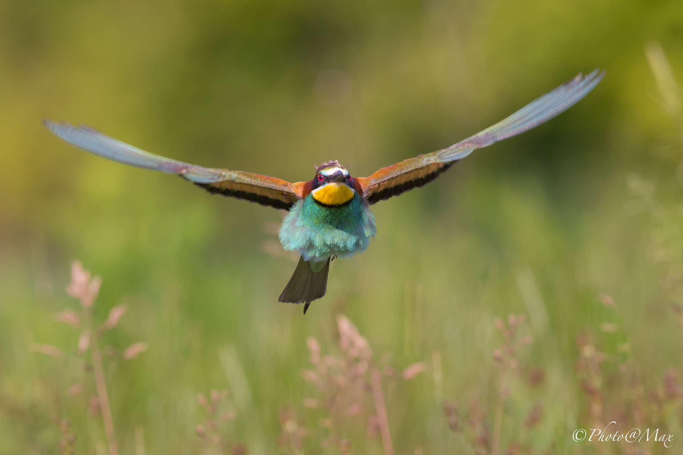 the wings of freedom