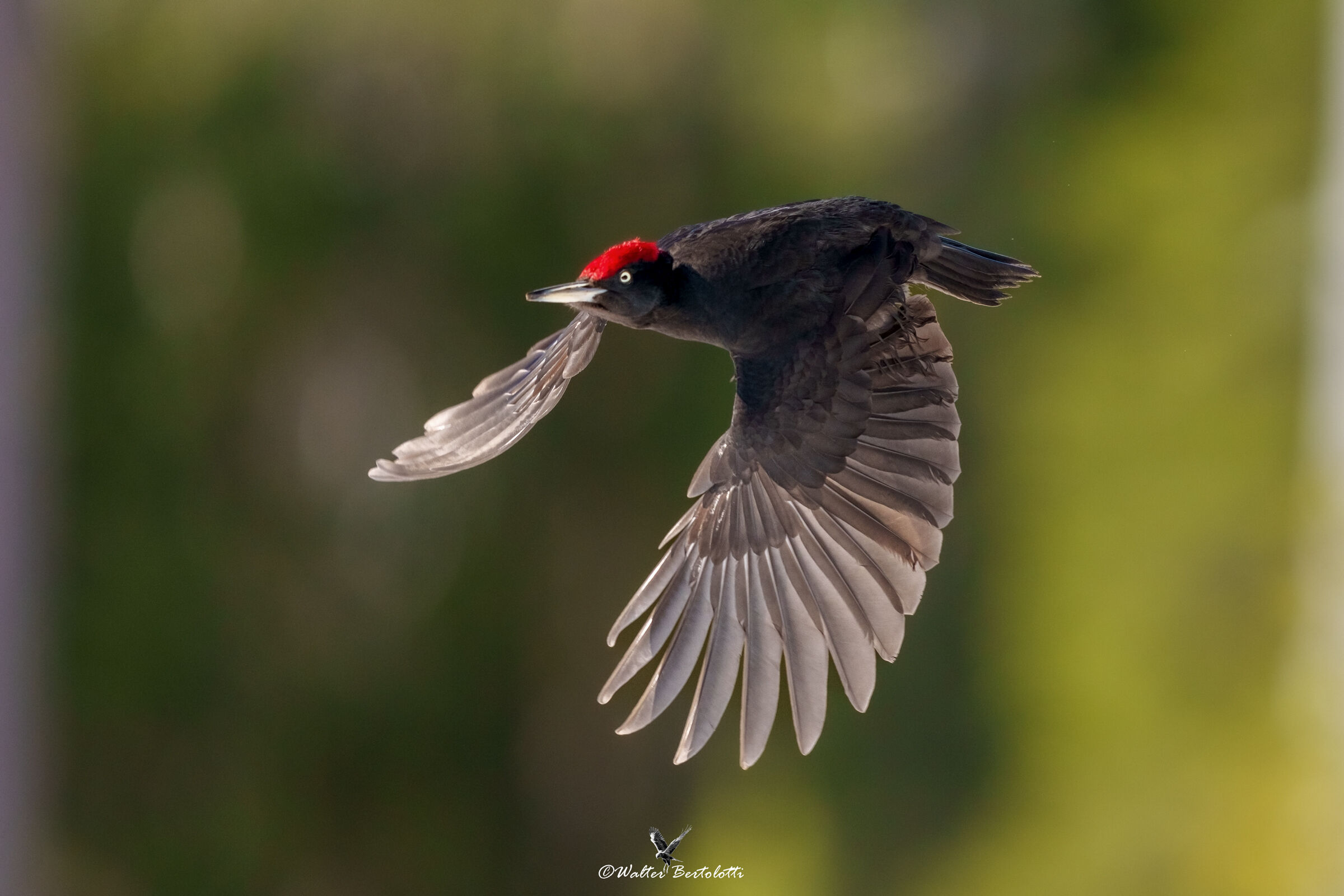 the flight of the black woodpecker