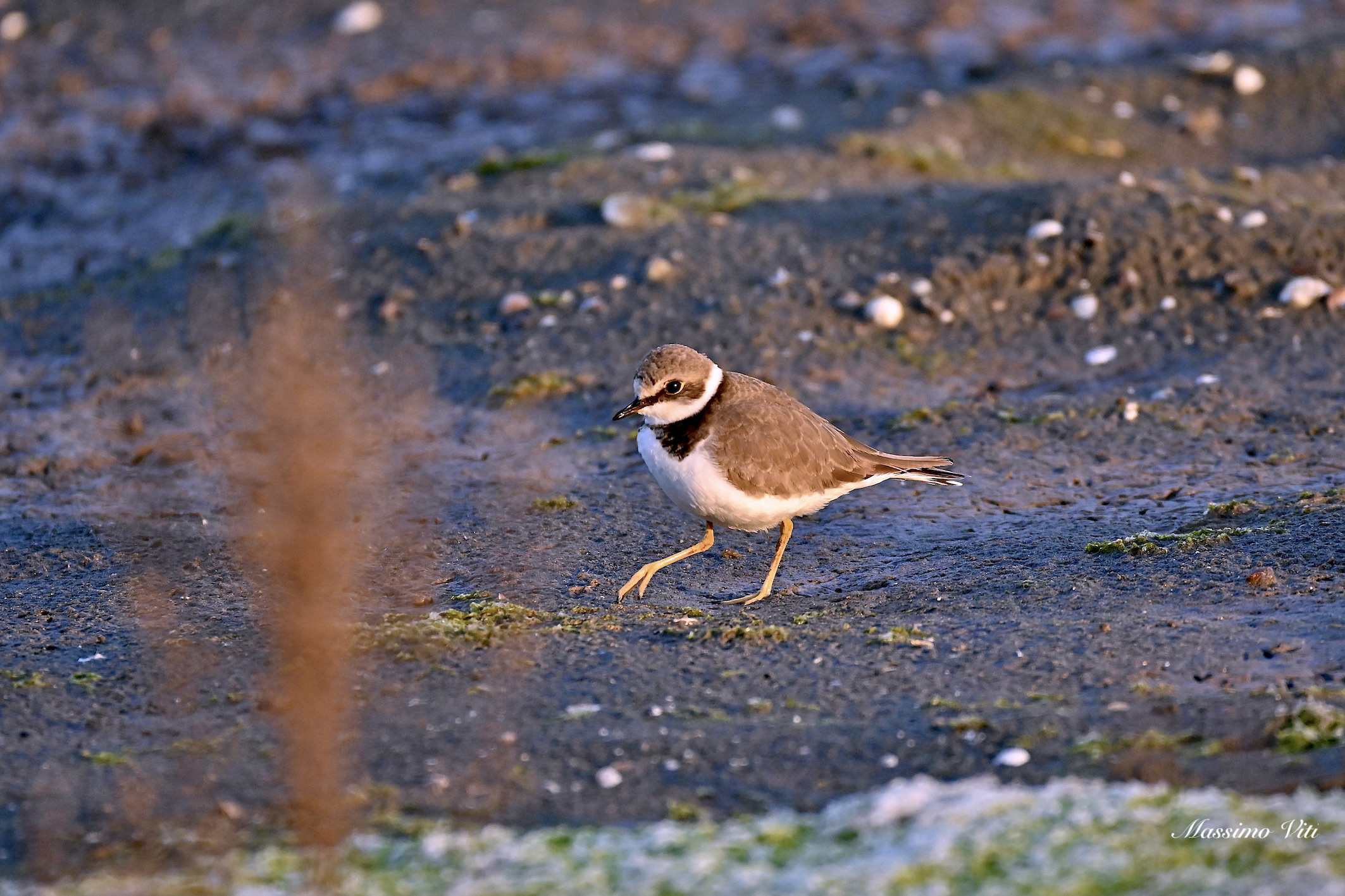 Corriere piccolo alle prime luci