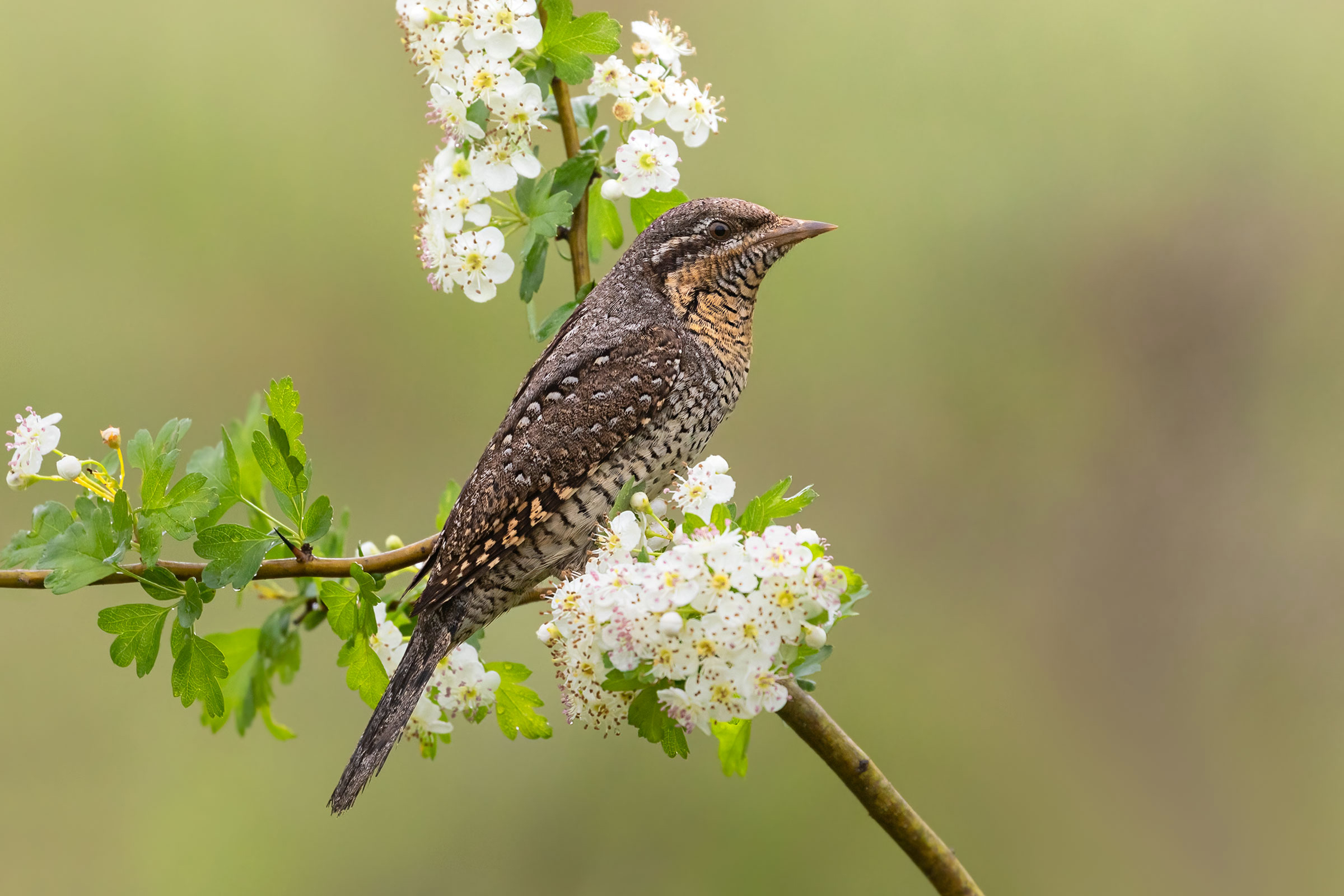 The may blooms and the Torticollis