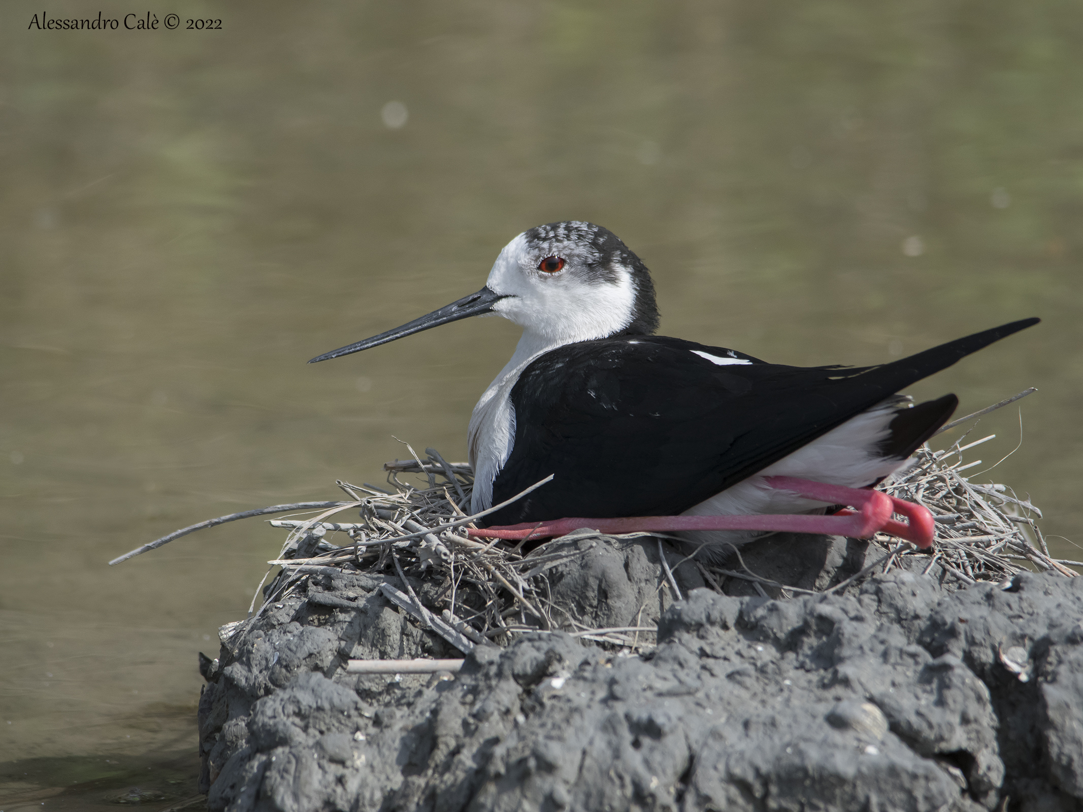 Himantopotus himantopotus (Cavaliere d'Italia 4607