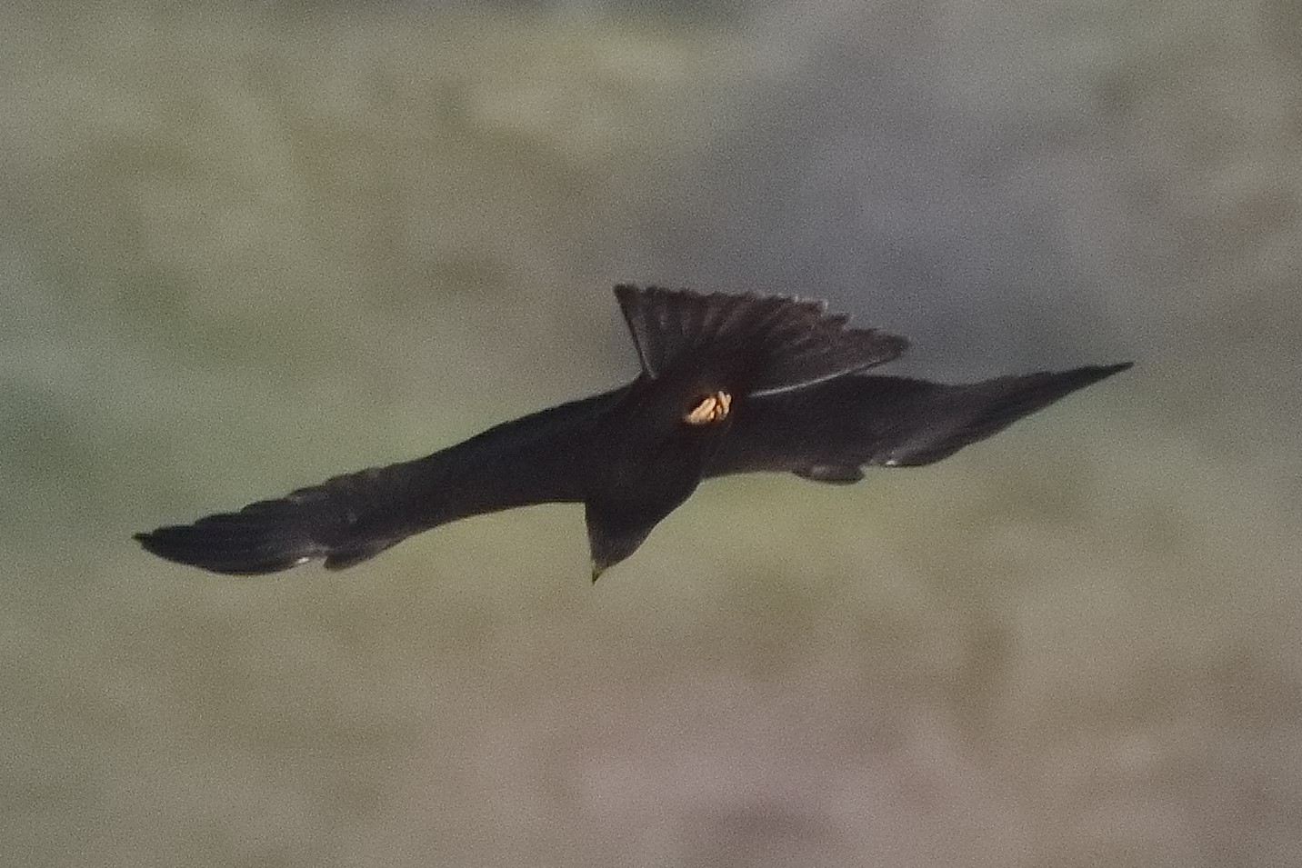 Nibbio bruno 23-04-2022