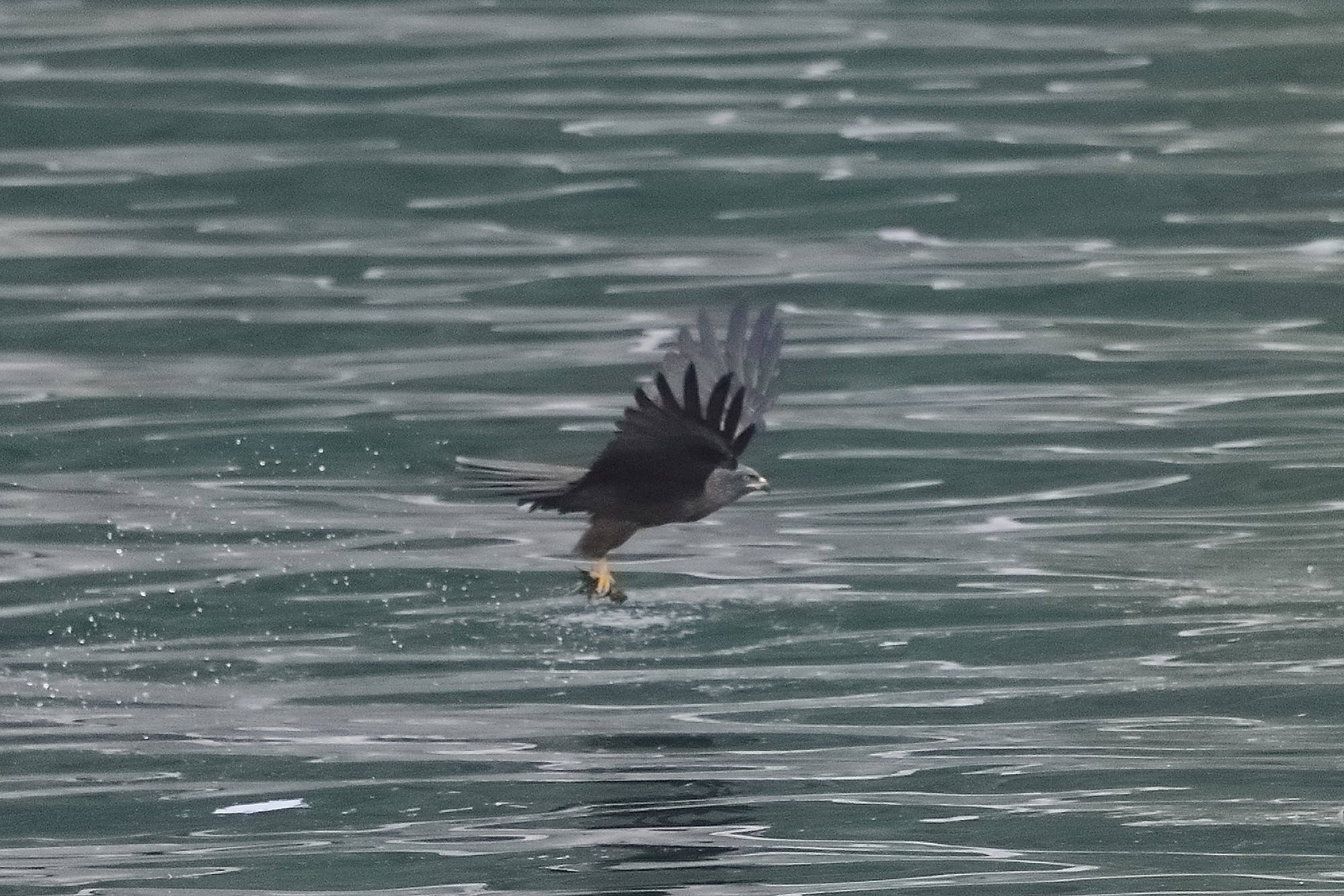 Nibbio bruno 23-04-2022