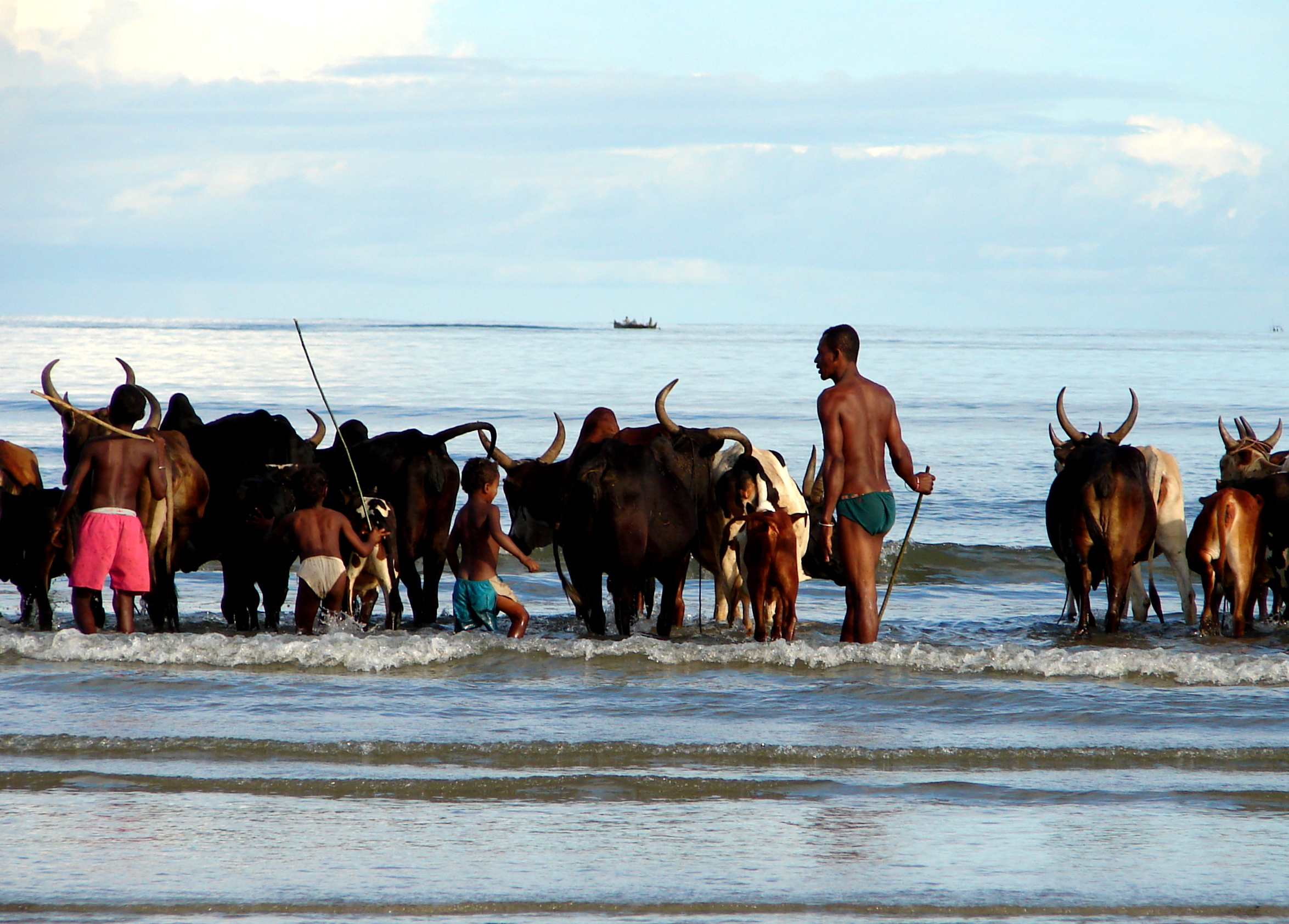 Le mucche si lavano la domenica mattina...