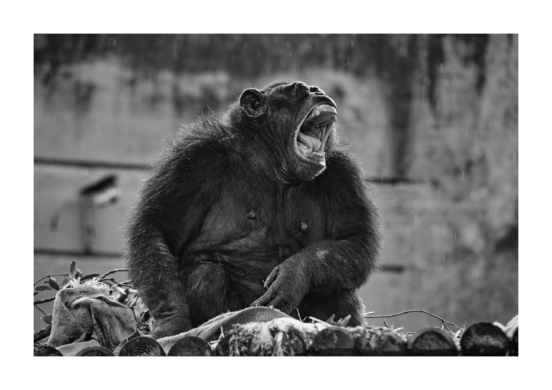 Chimpanzee, biopark Rome