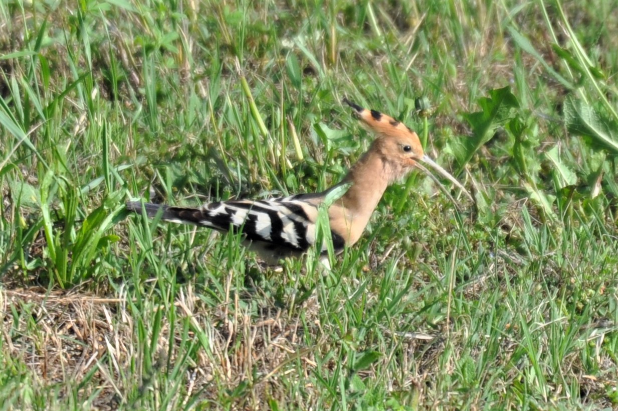 hoopoe in Narzole (cn)...... never seen!!!