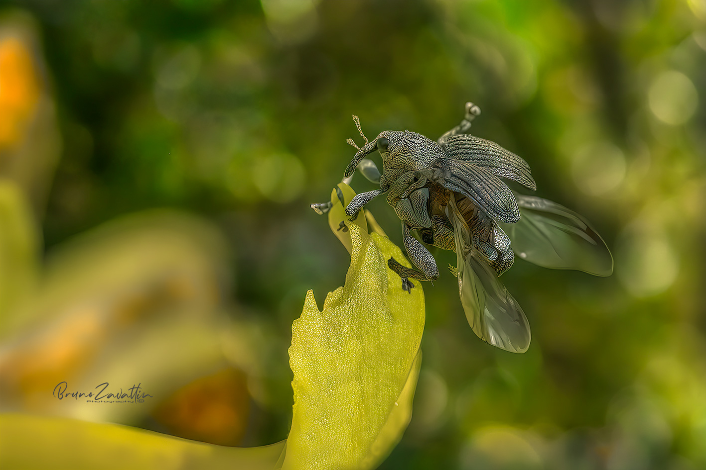 cucurlionide-Mononychus-punctumalbum