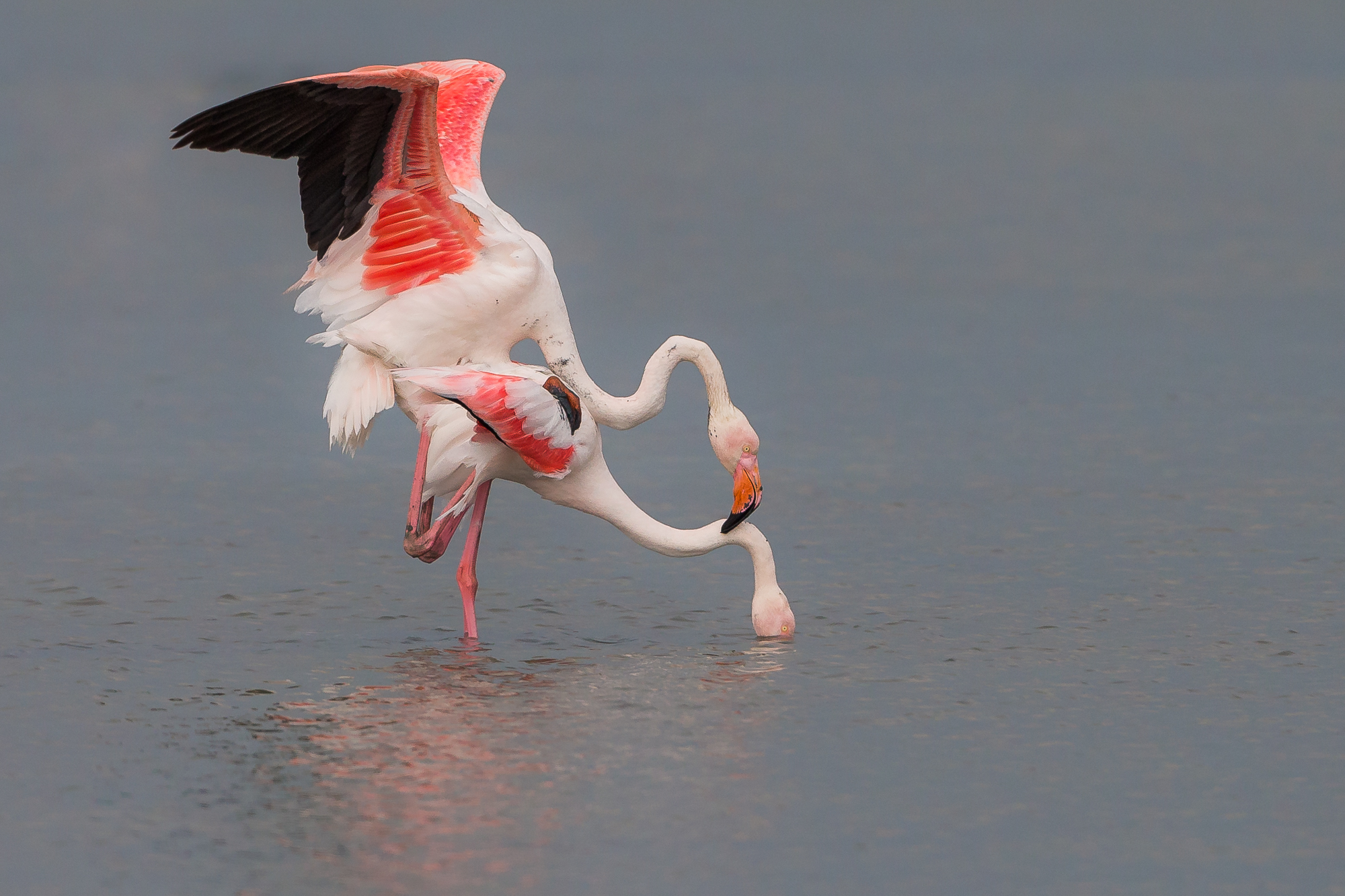 come liberarsi della moglie.