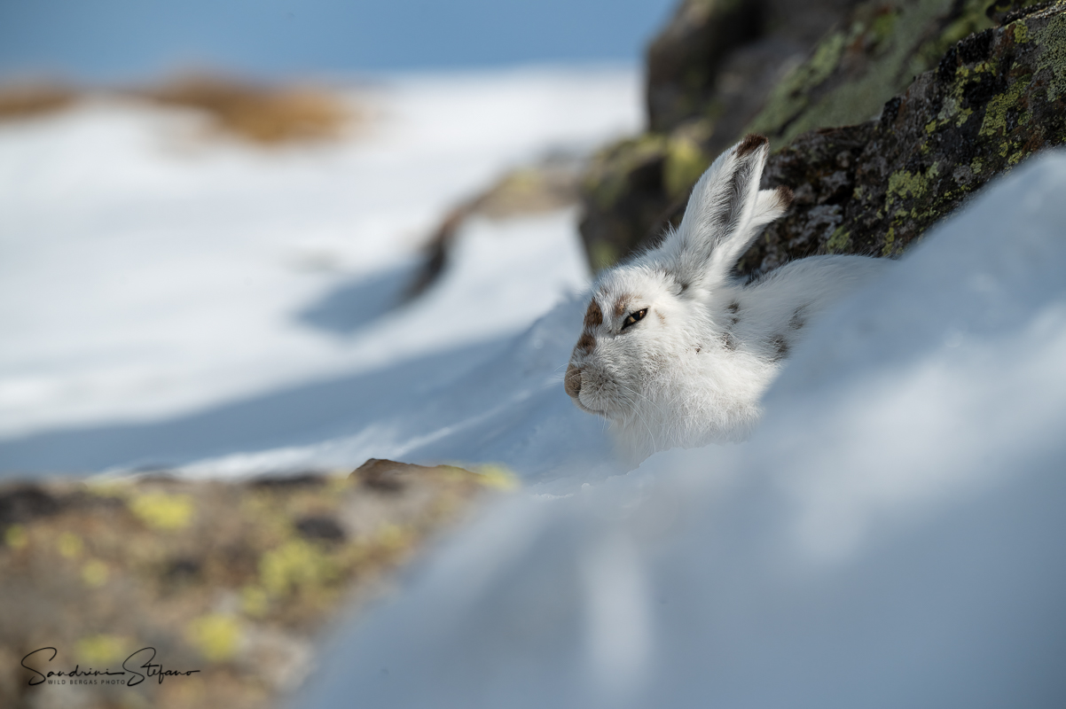 Variable hare