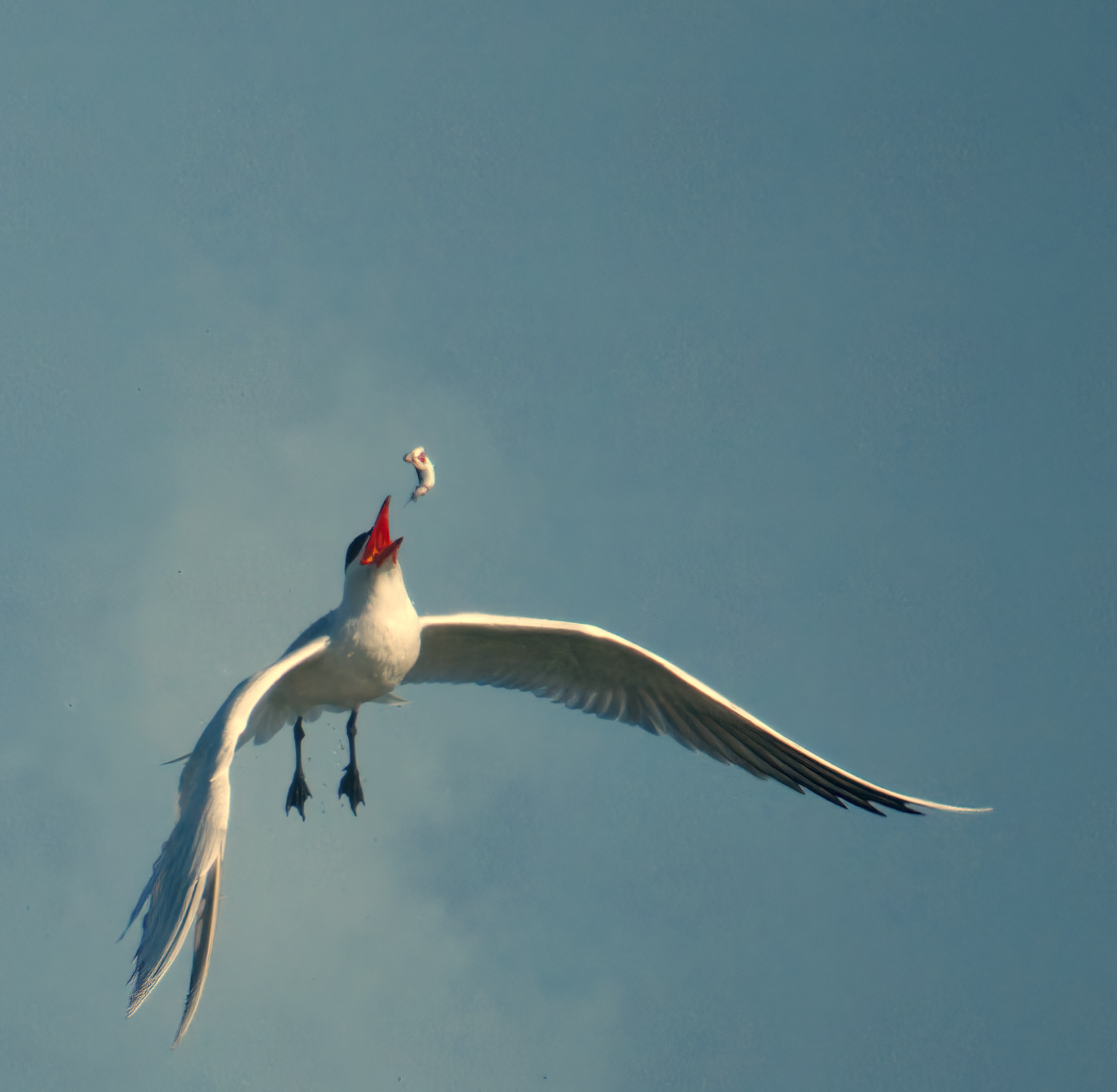 Sterna, riposizionamento del pesce