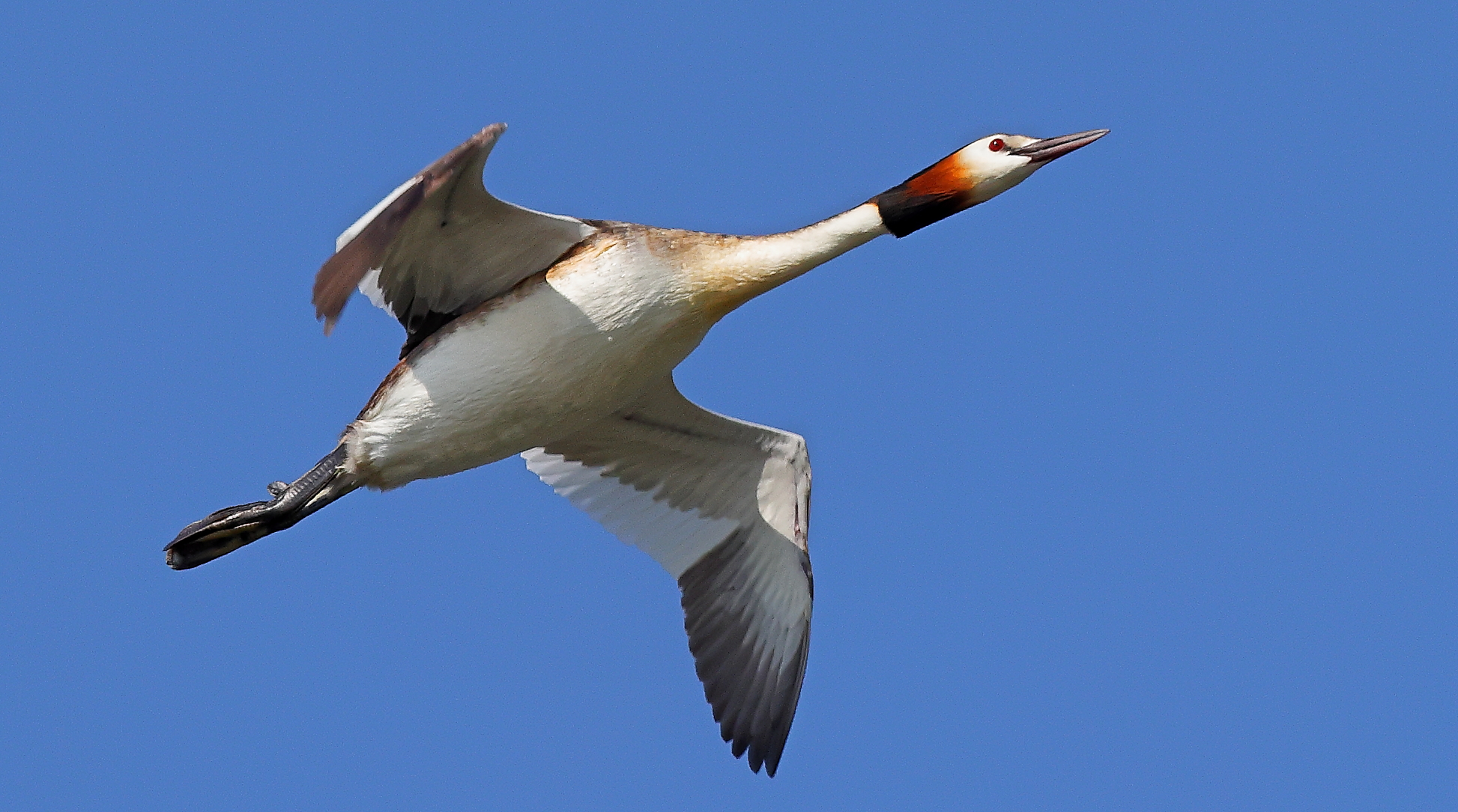 Great grebe in flight.