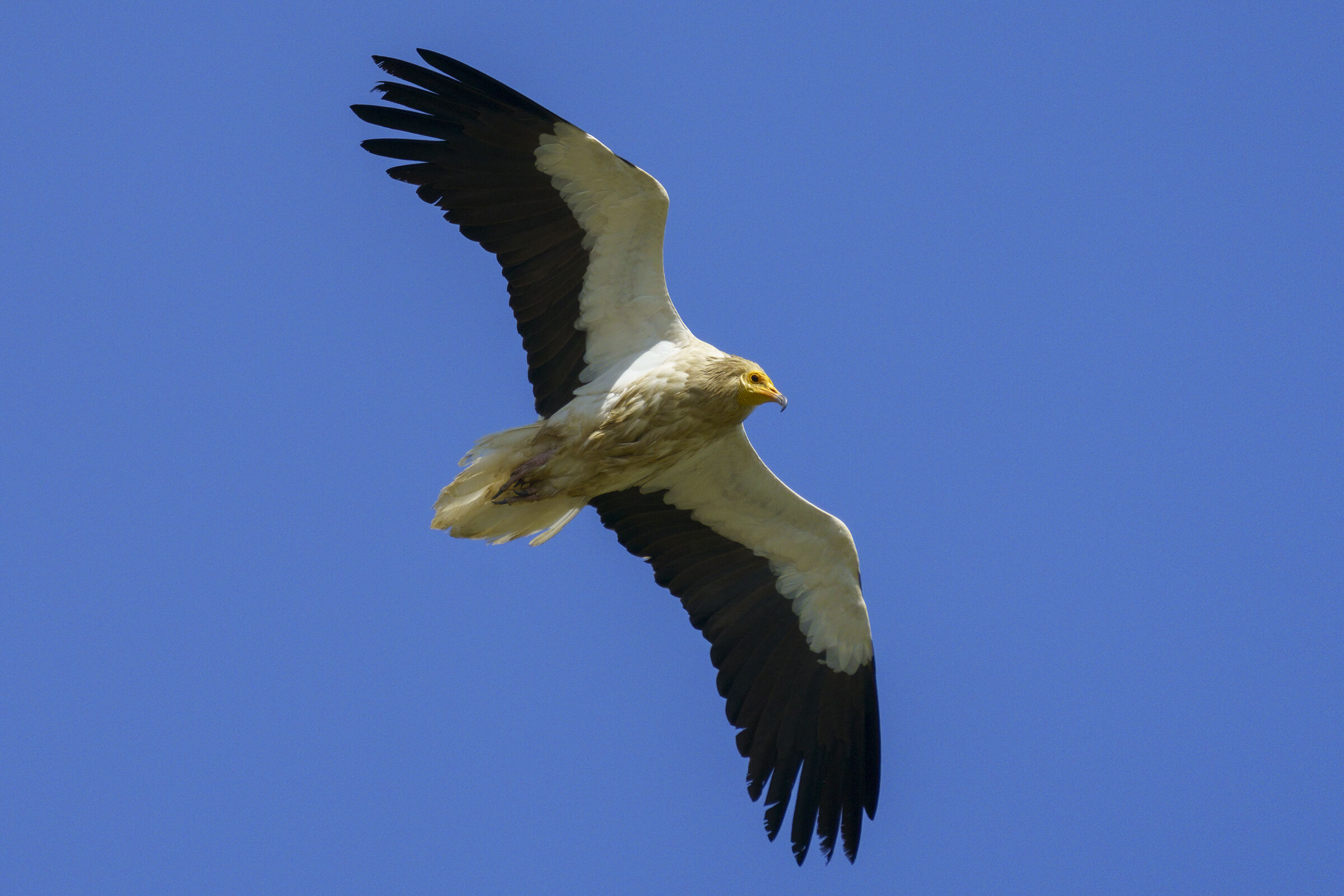 white scavenger vulture