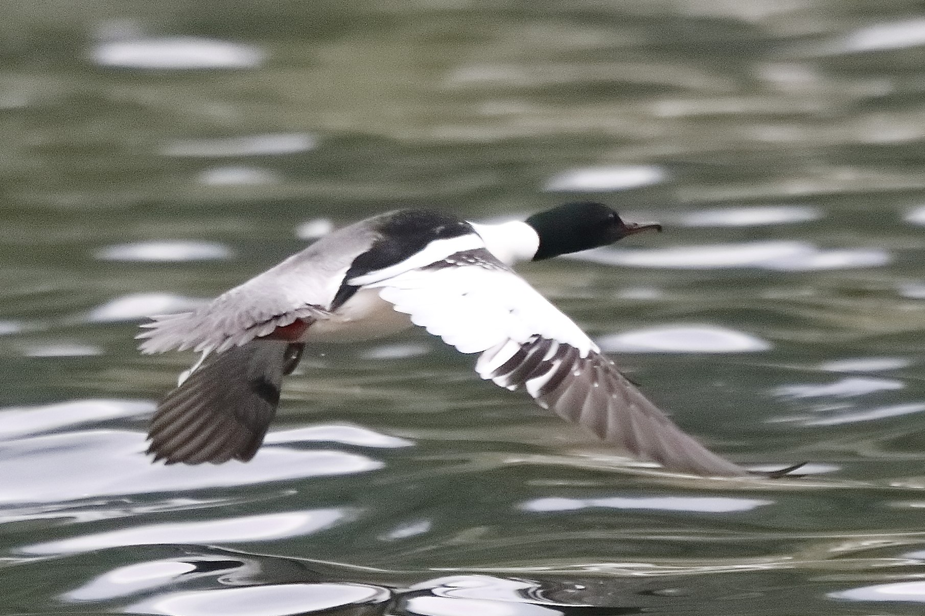 merganser M 23-04-2022