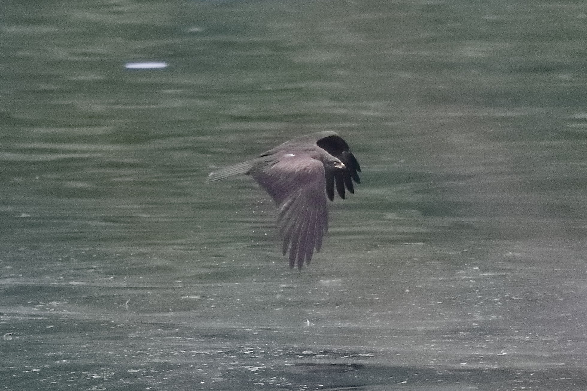 Black kite 23-04-2022