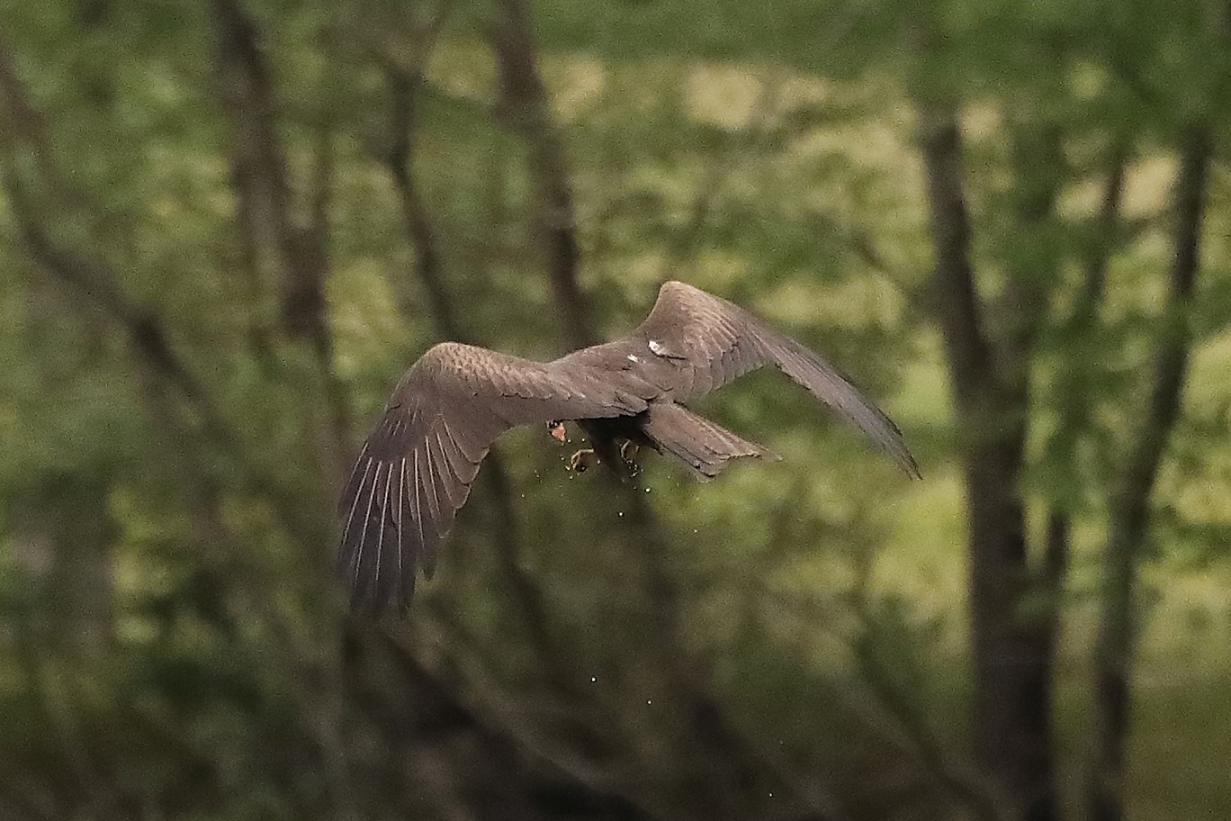 Nibbio bruno 24-04-2022