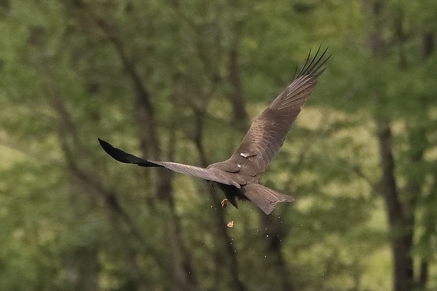 Nibbio bruno 24-04-2022