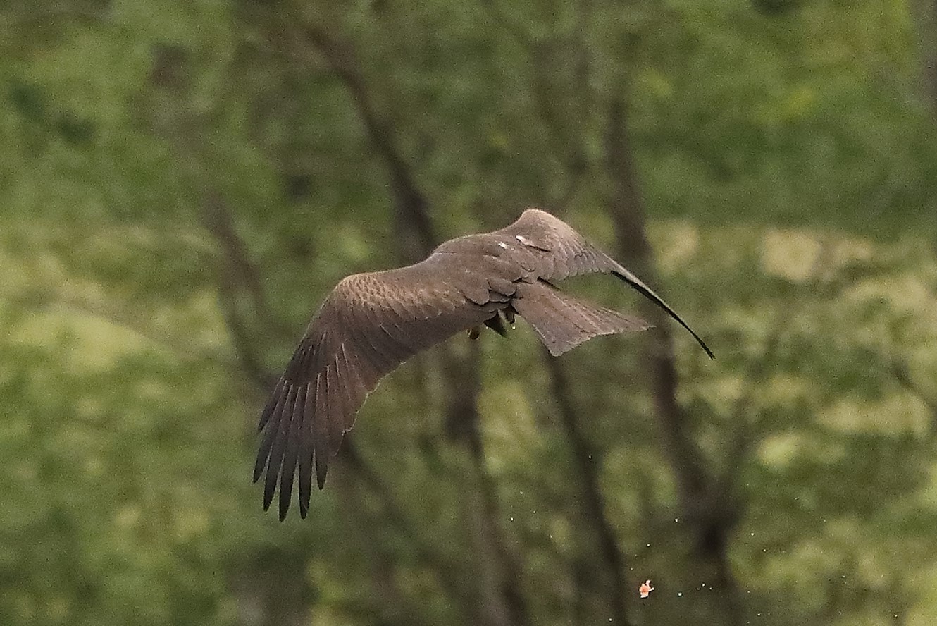 Nibbio bruno 24-04-2022