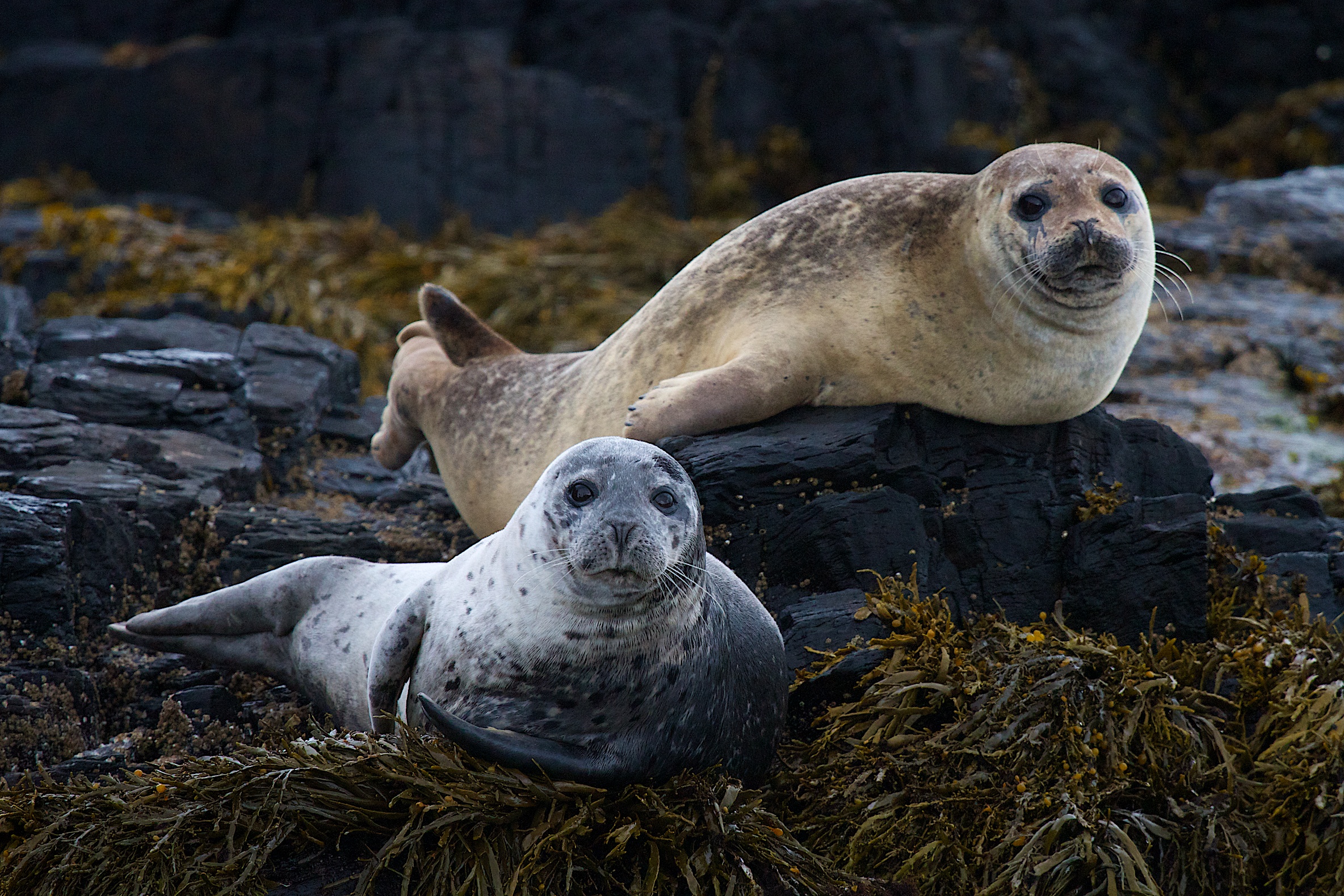 Seals in Vatnsnes