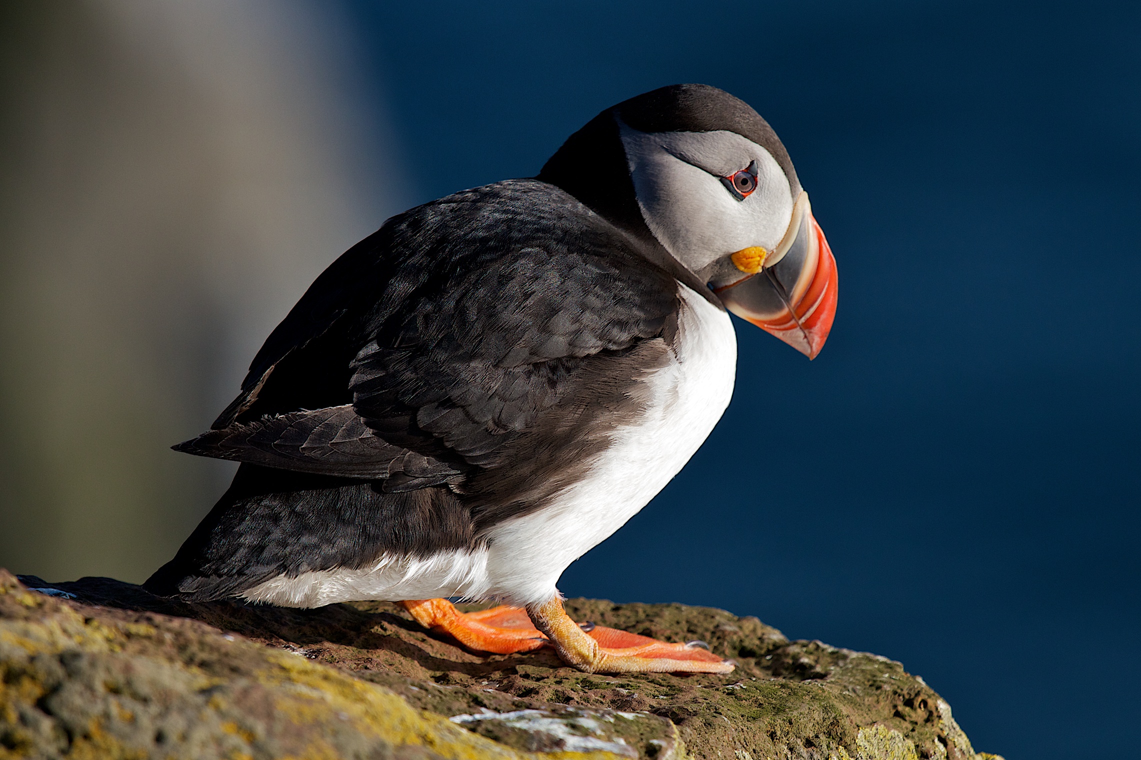 Puffin, Latrabjarg