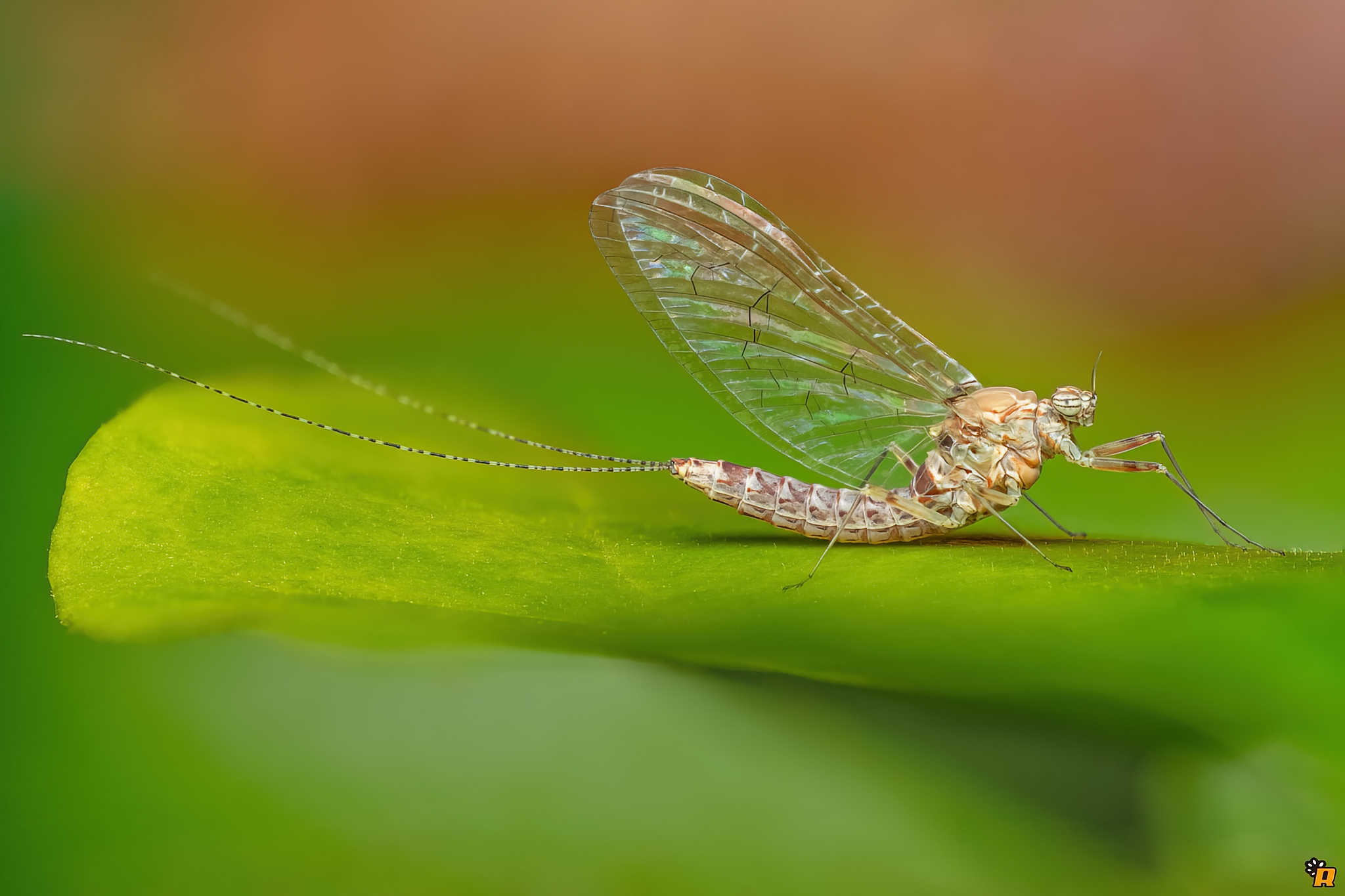 Ephemeroptera