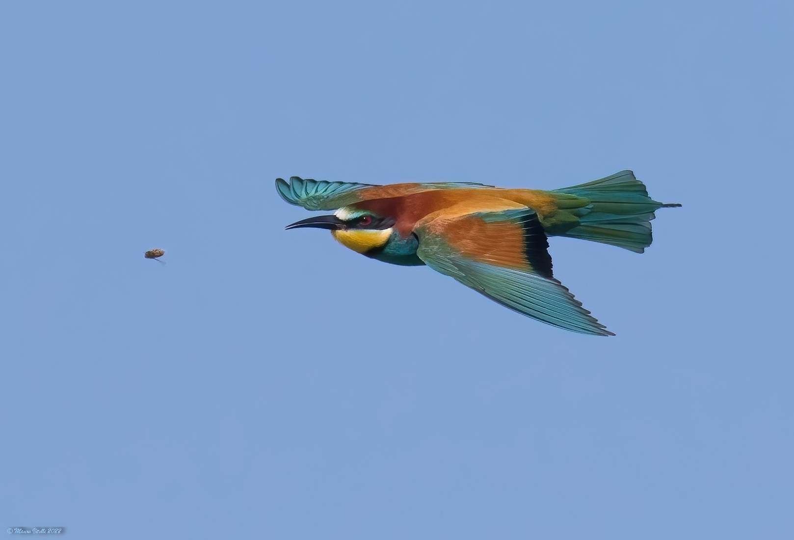 Bee-eater (Merops apiaster)