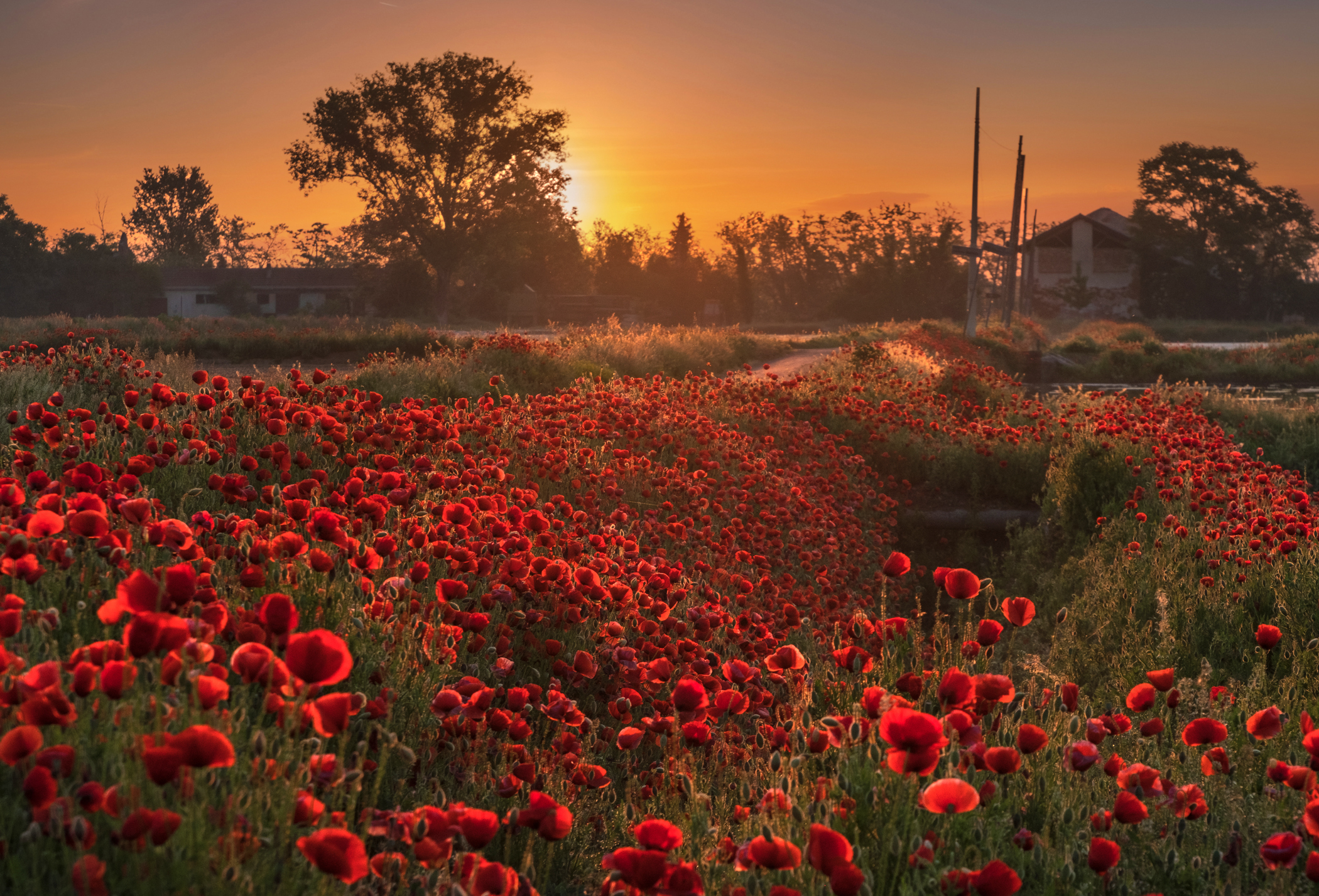 come un sole " rosso " acceso