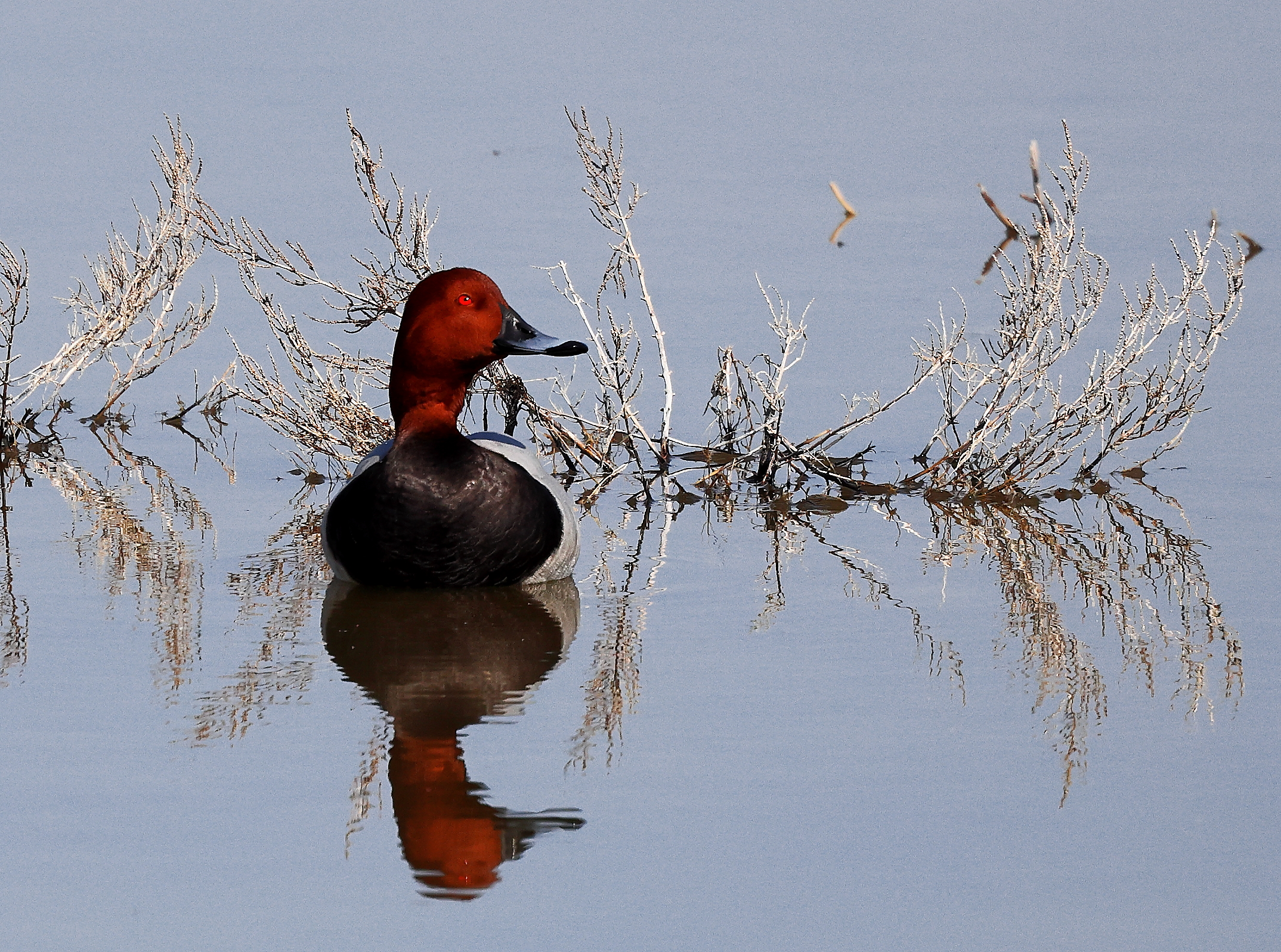 Common pochard