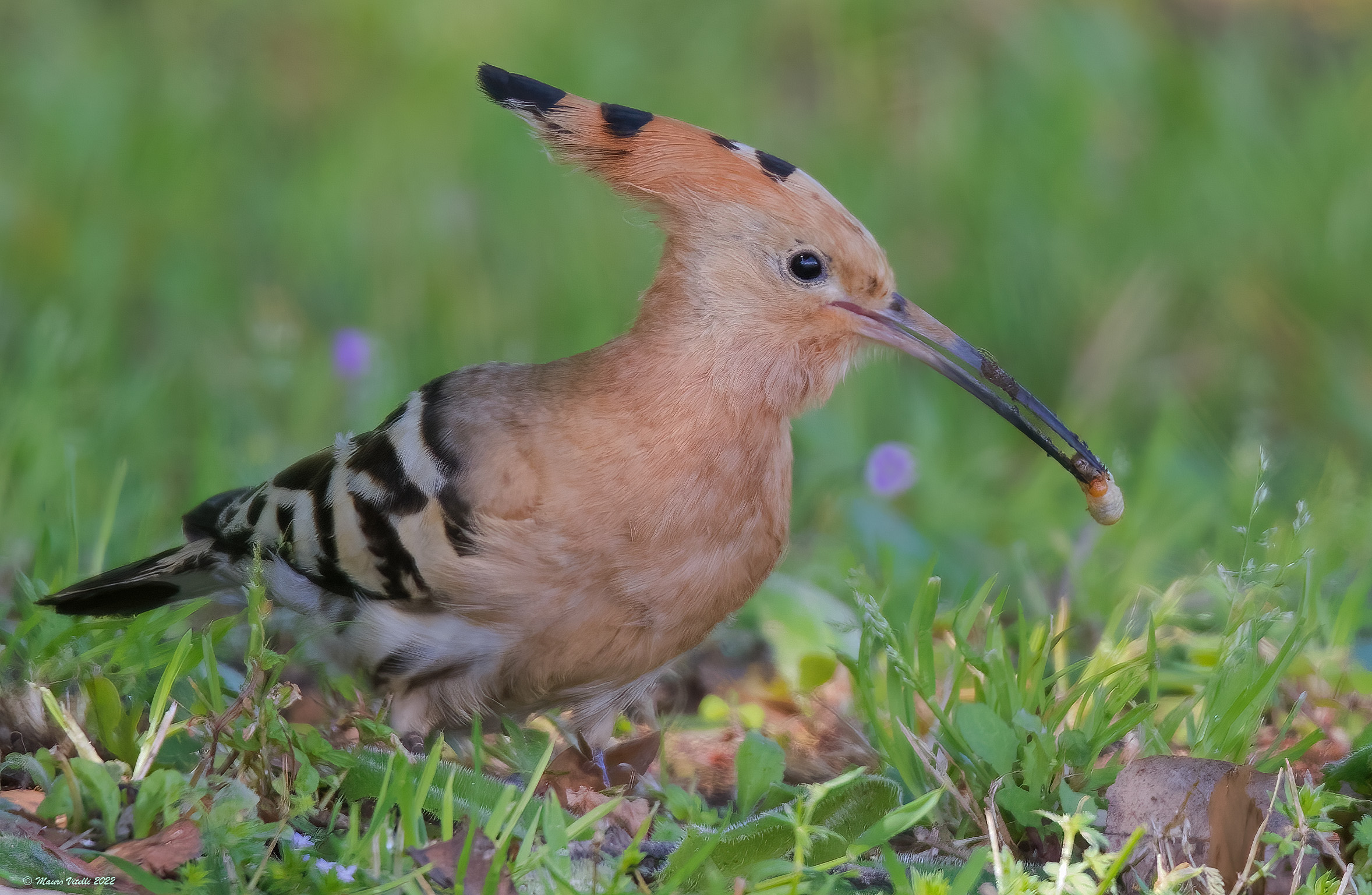 Hoopoe (Hoopoe epops)