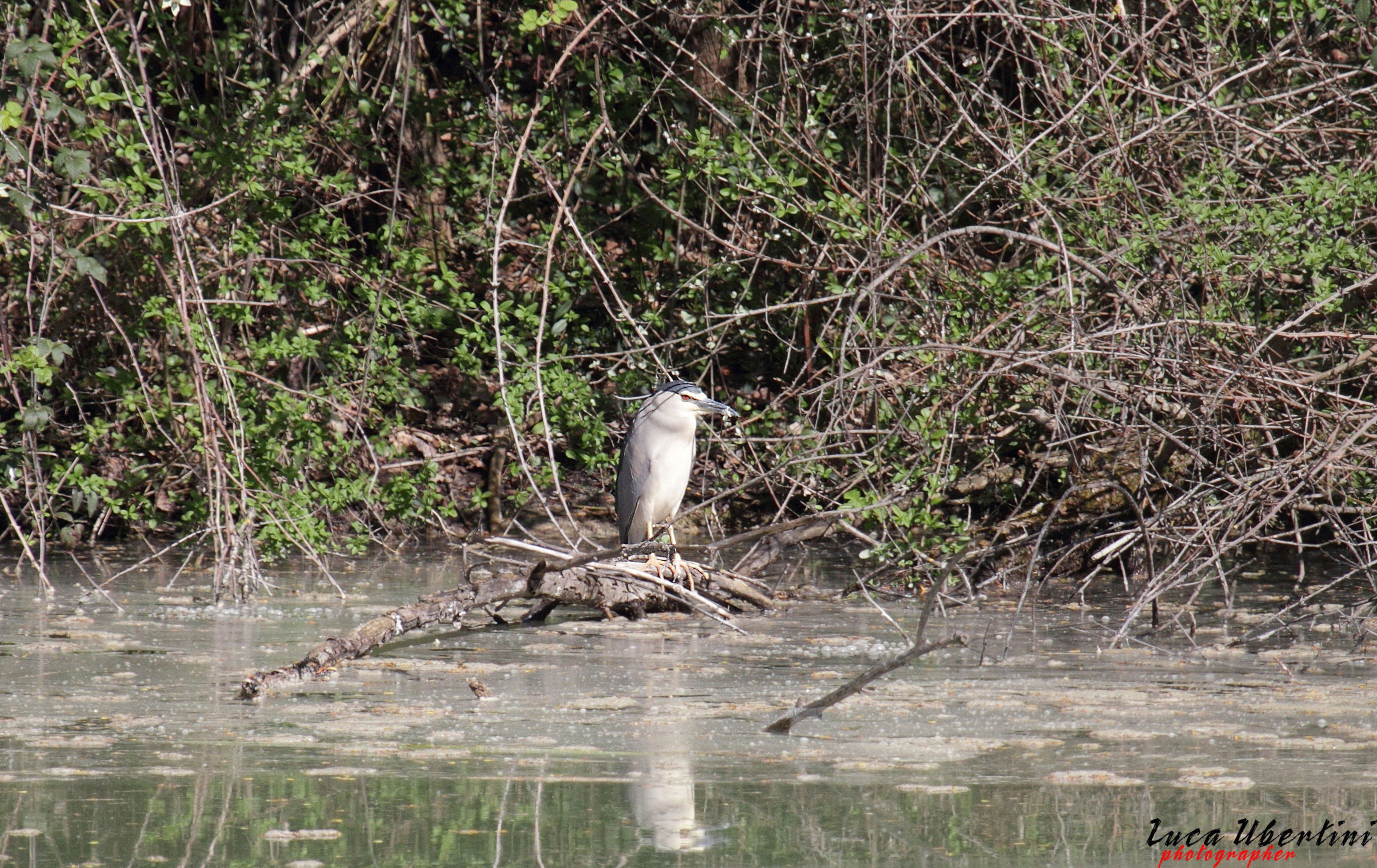Night Heron