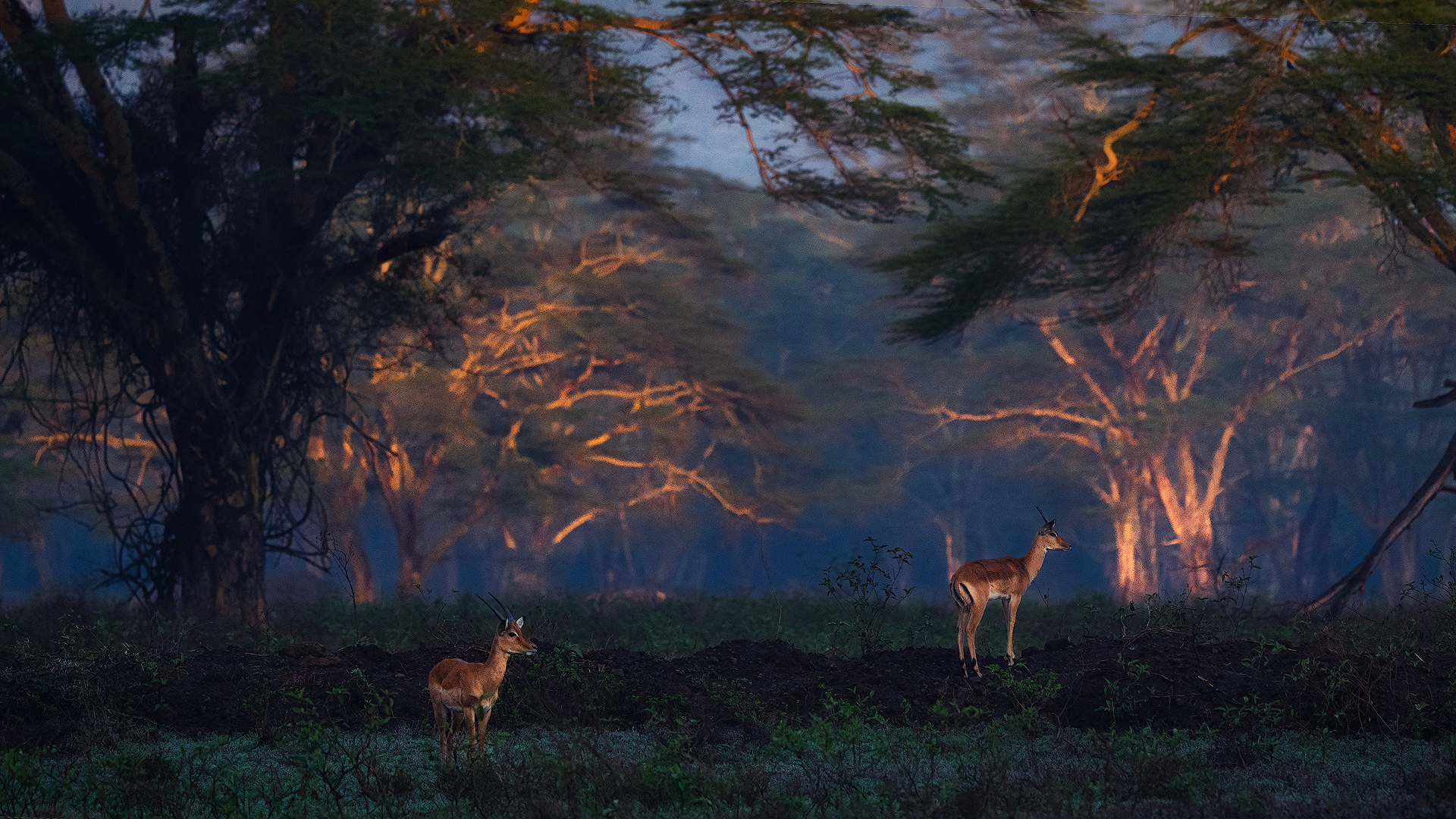 Cold sunrise in the forest
