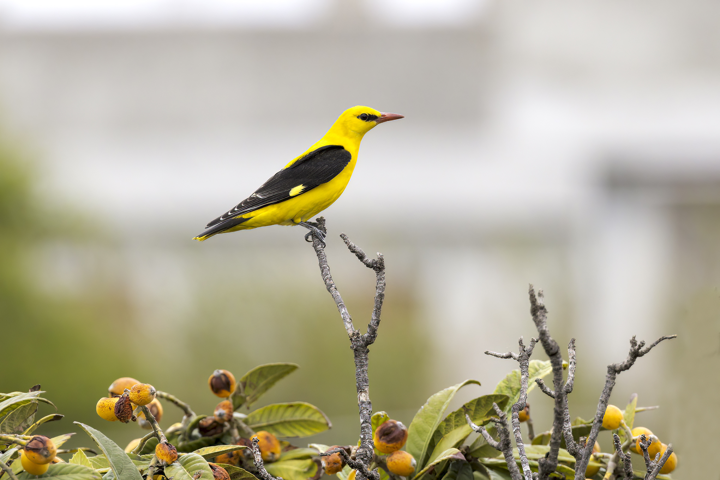 Golden oriole