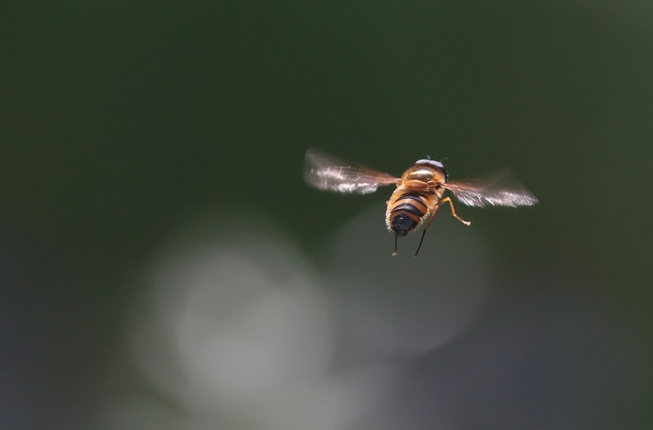 Eristalis tenax