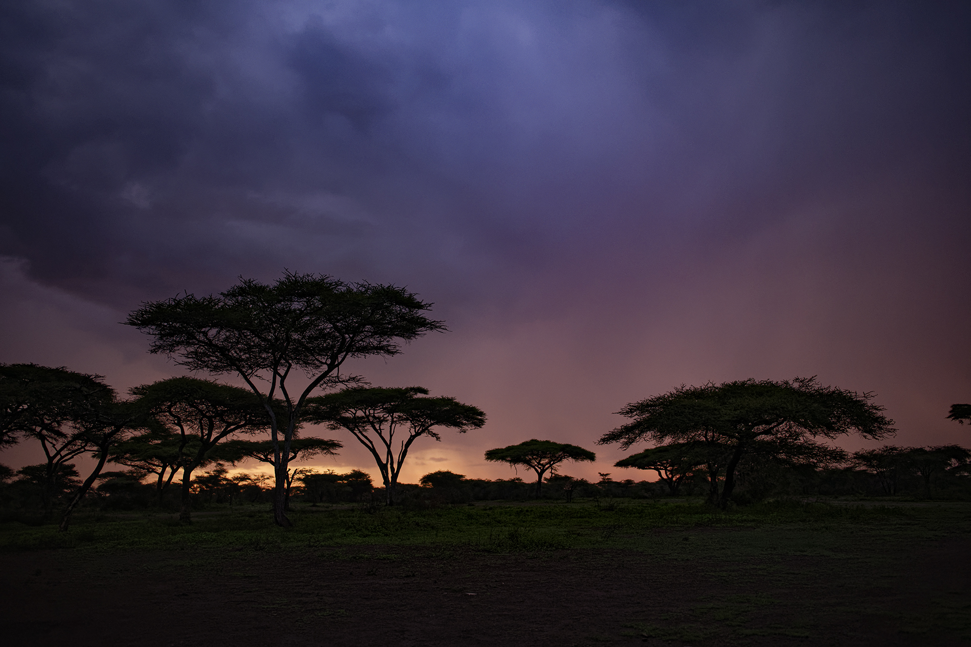 alba nel serengeti