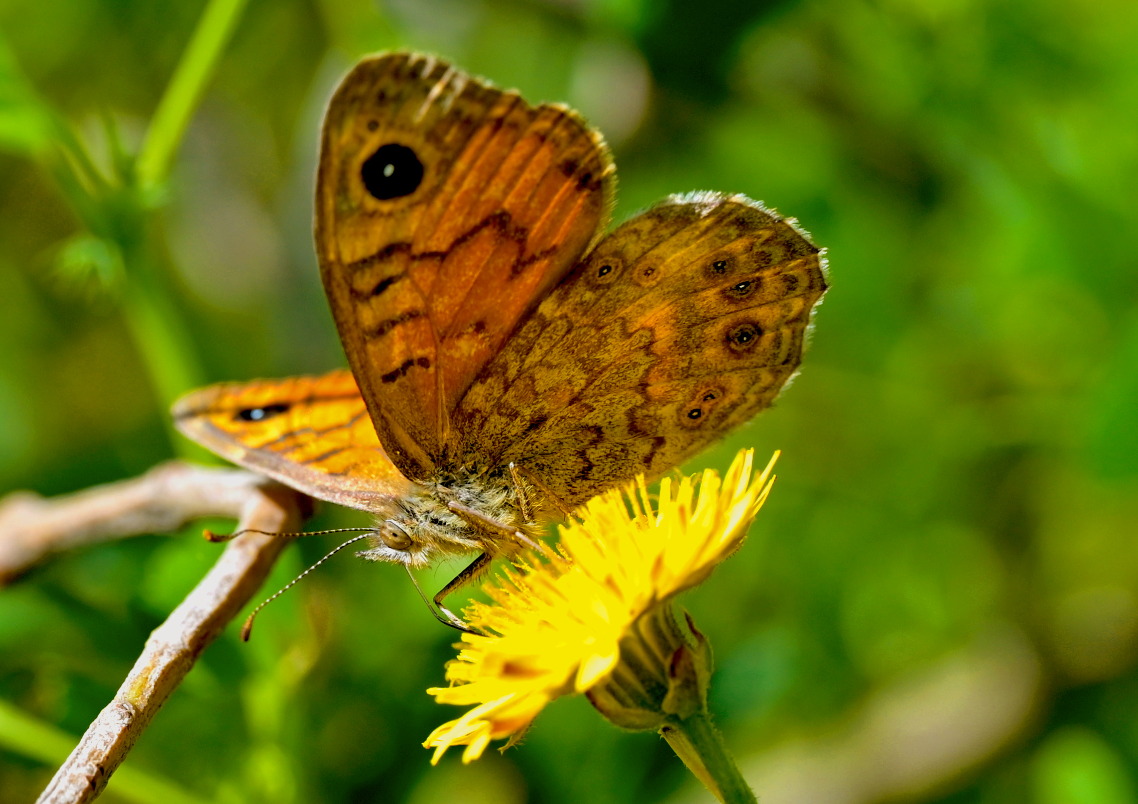 Madam Butterfly