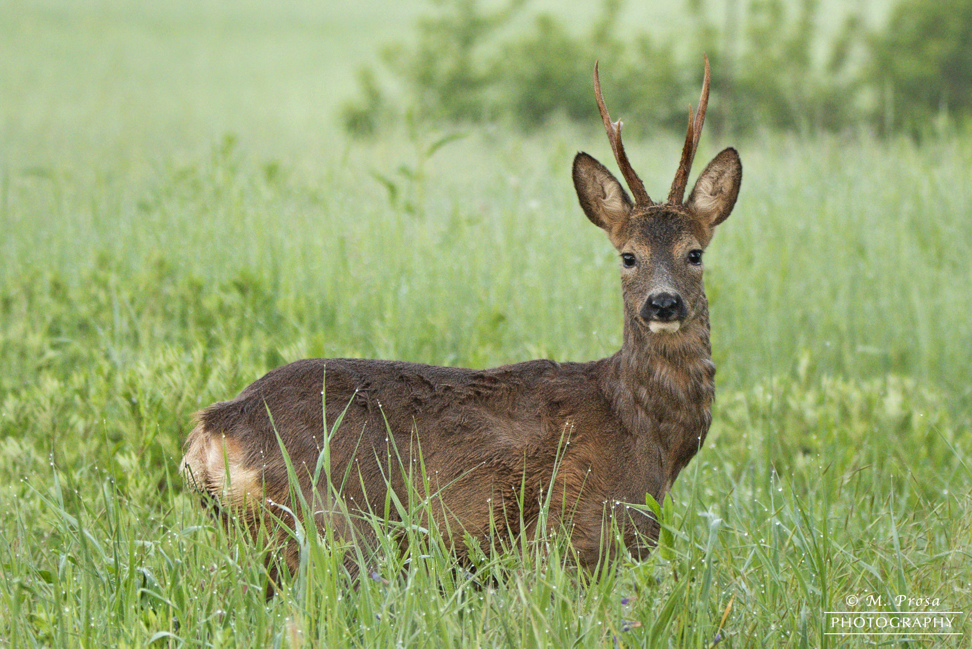 6.00 am "Good Morning"