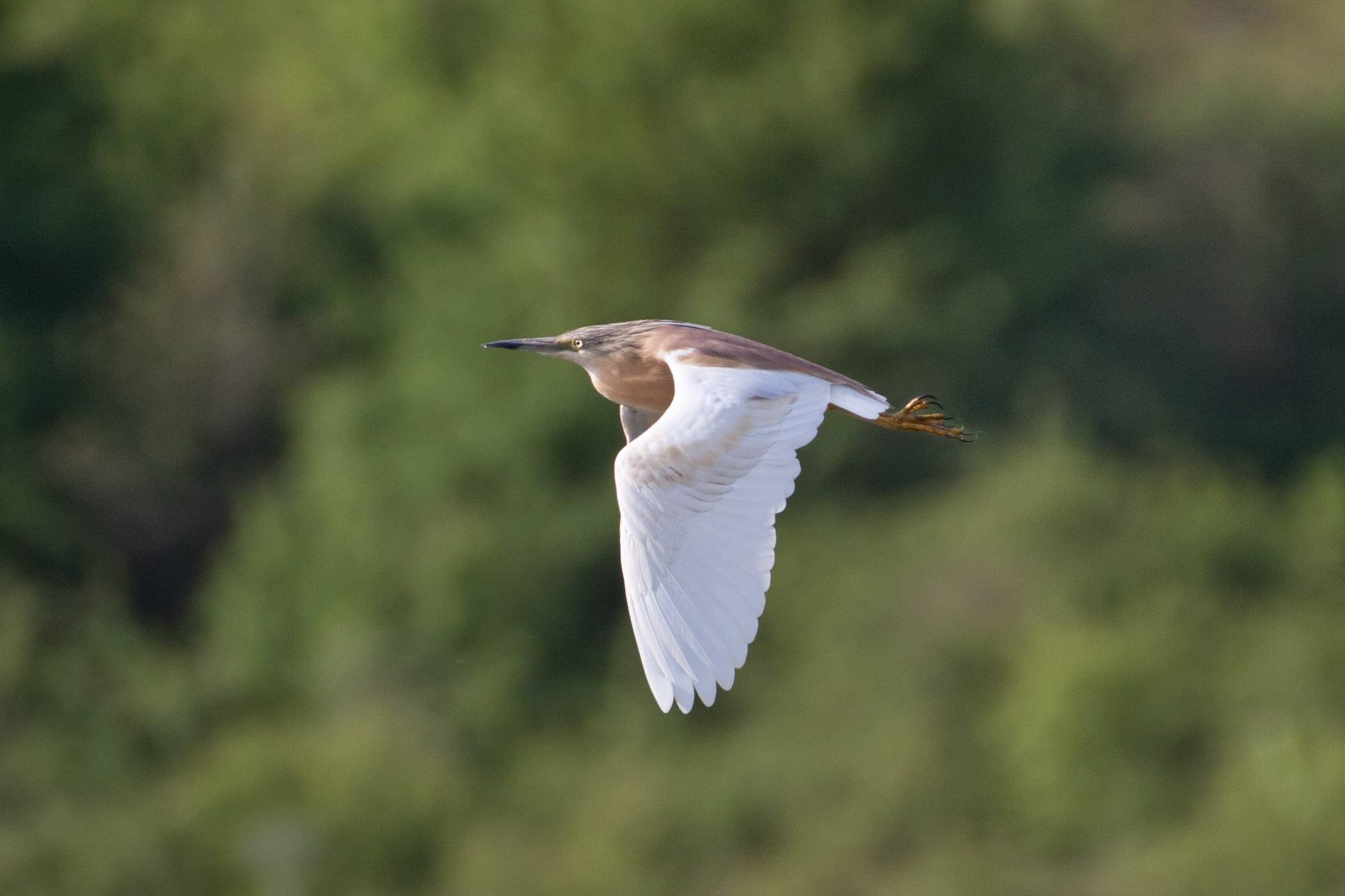 Squacco heron