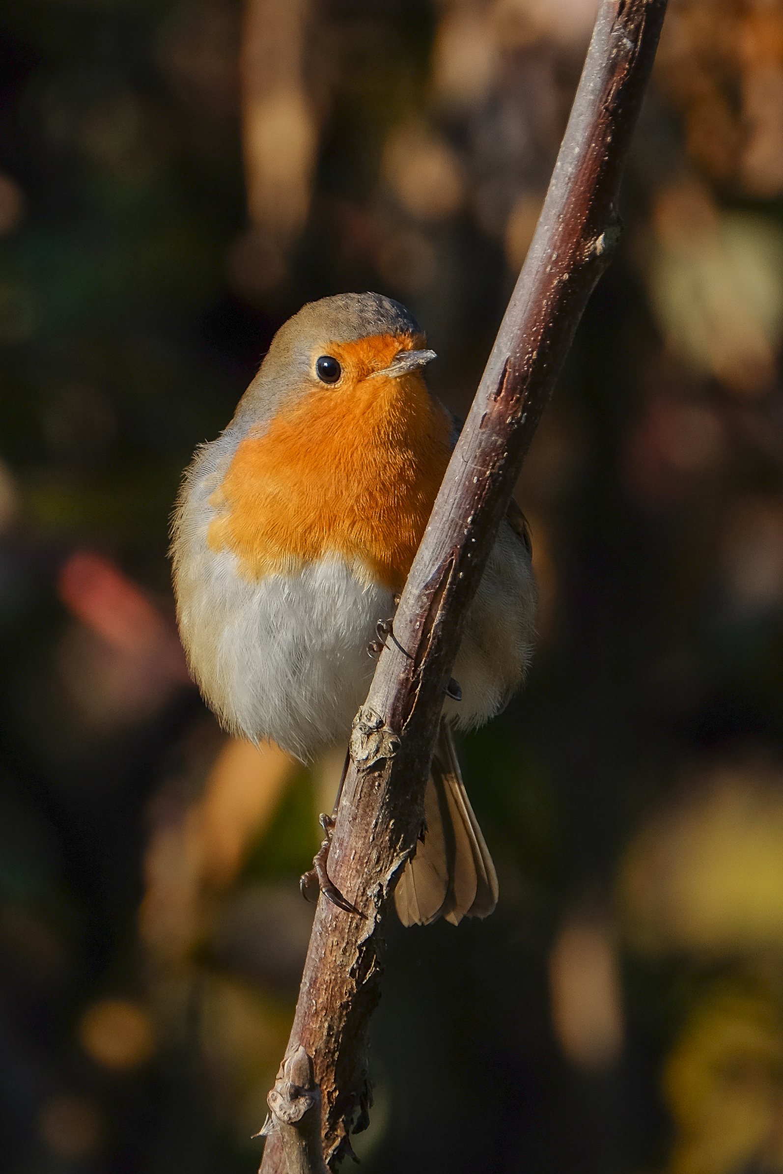 Oasis of Racconigi 2018